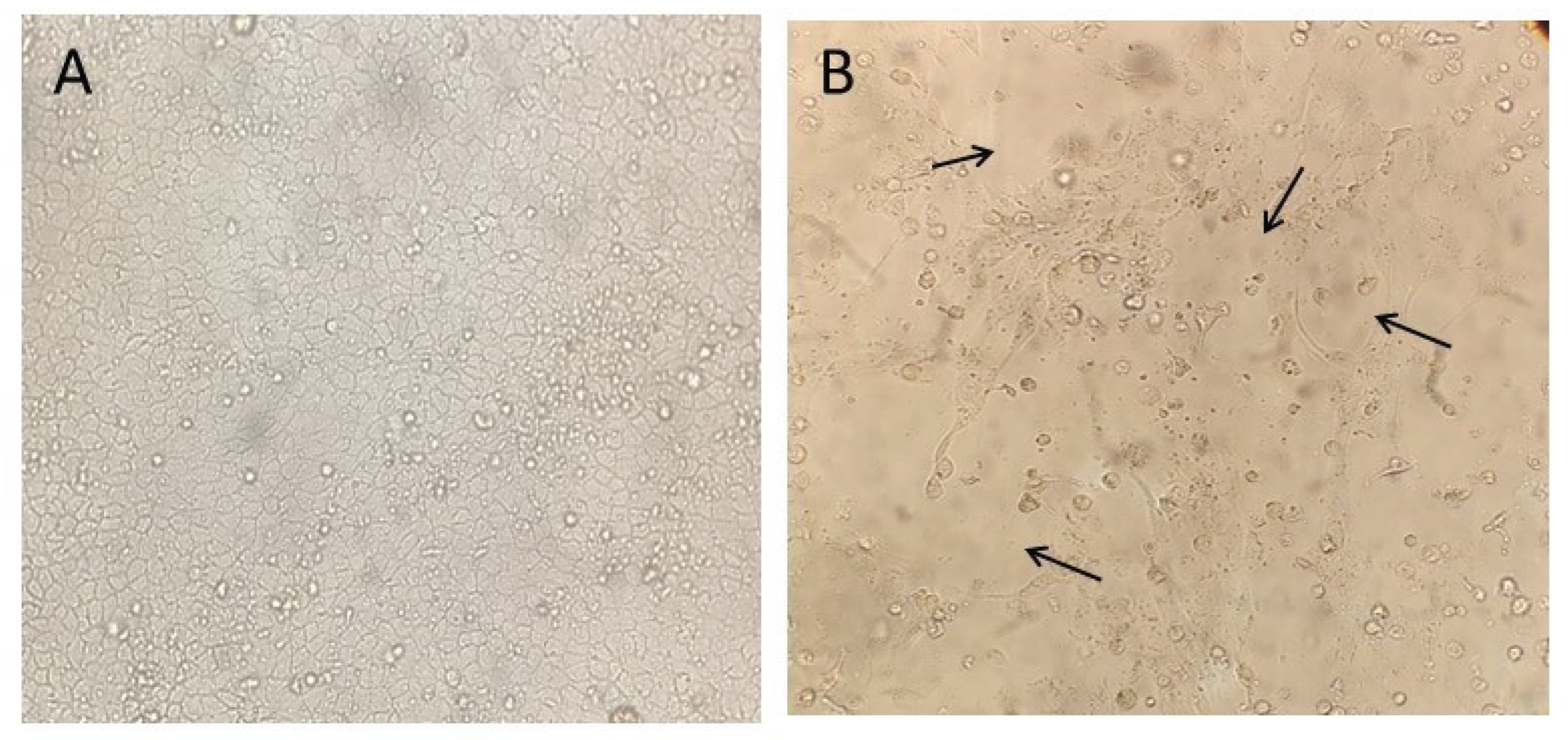 Preprints 167192 g005