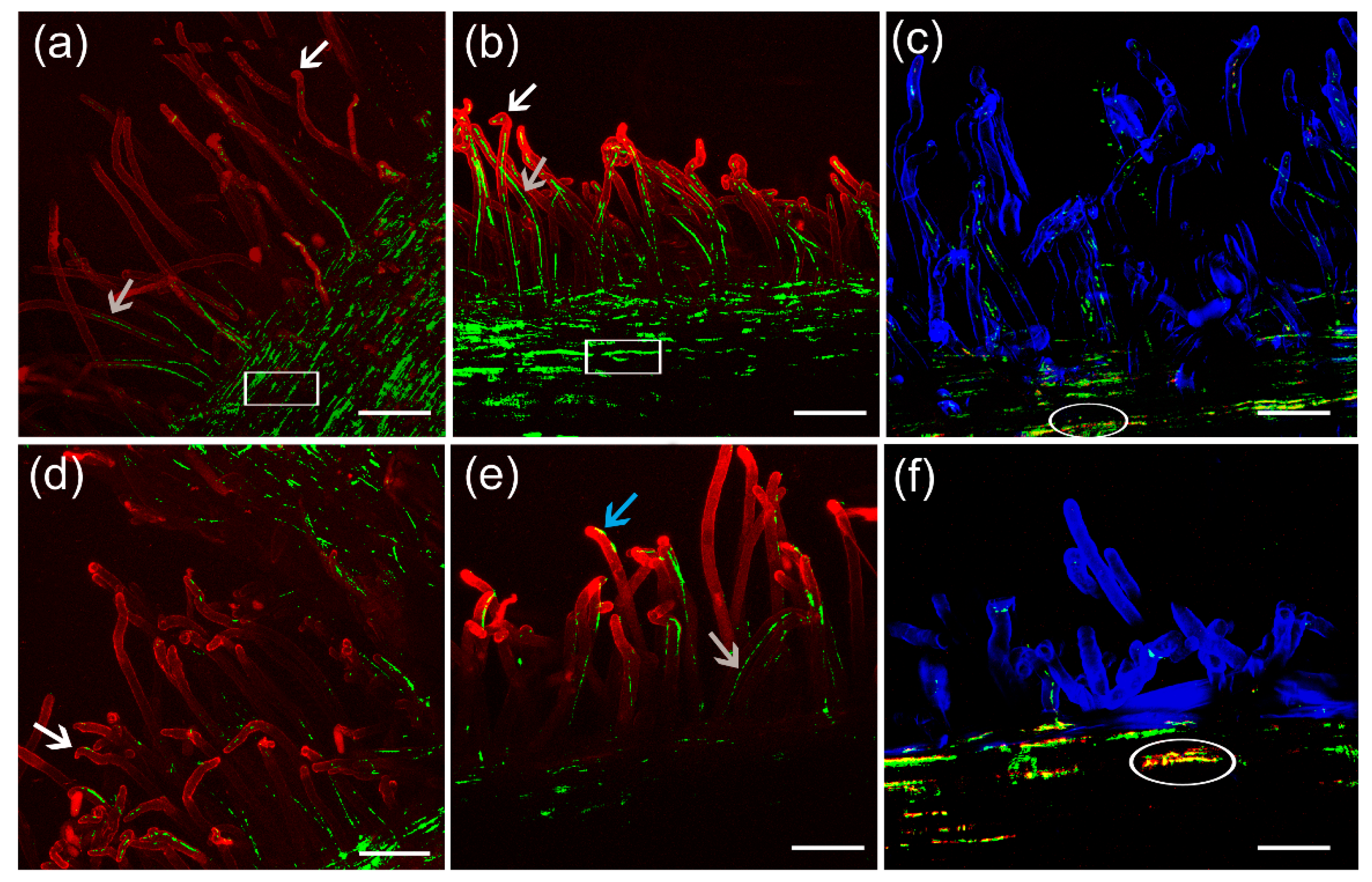 Preprints 155145 g005
