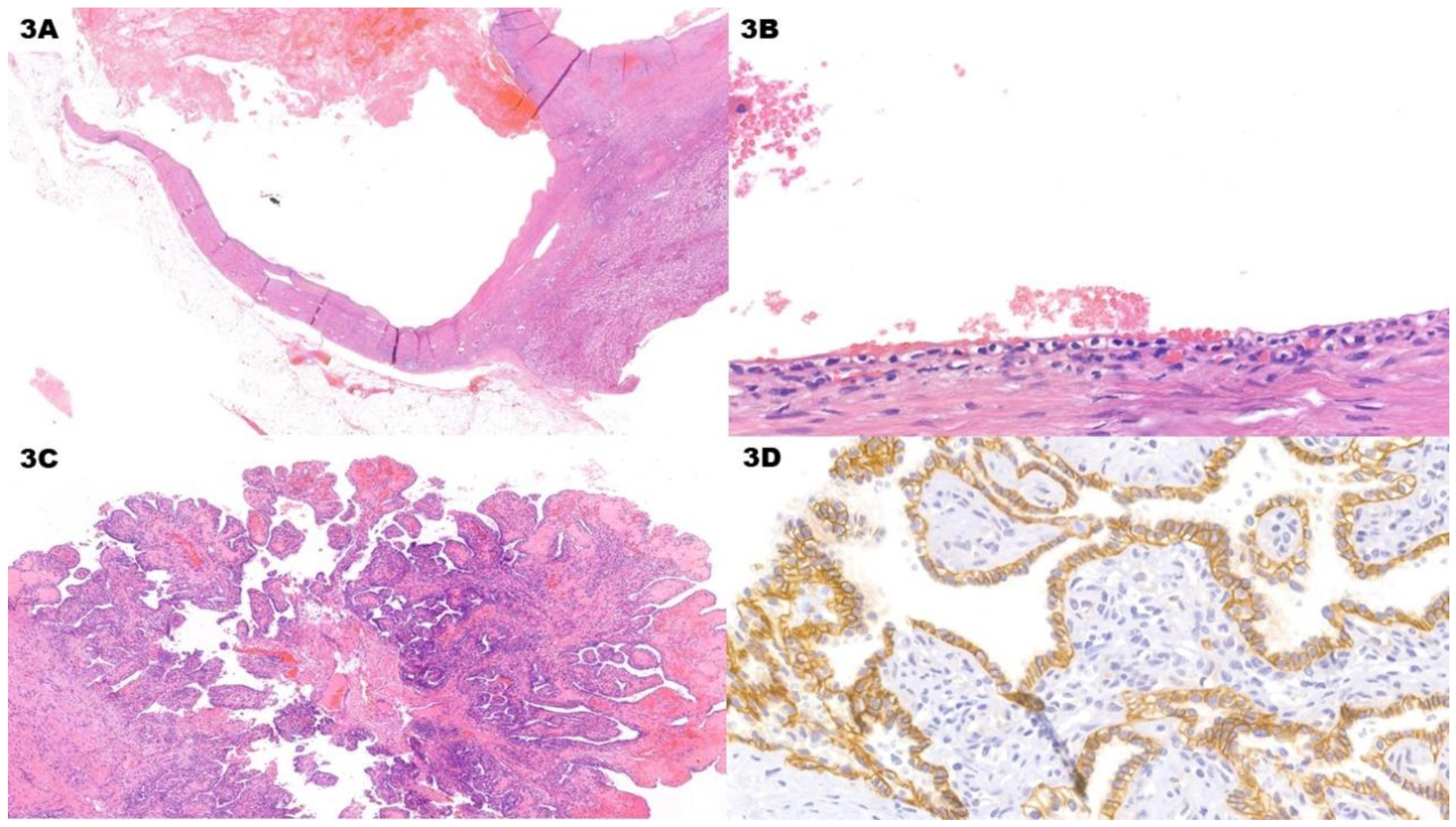 Preprints 75297 g003