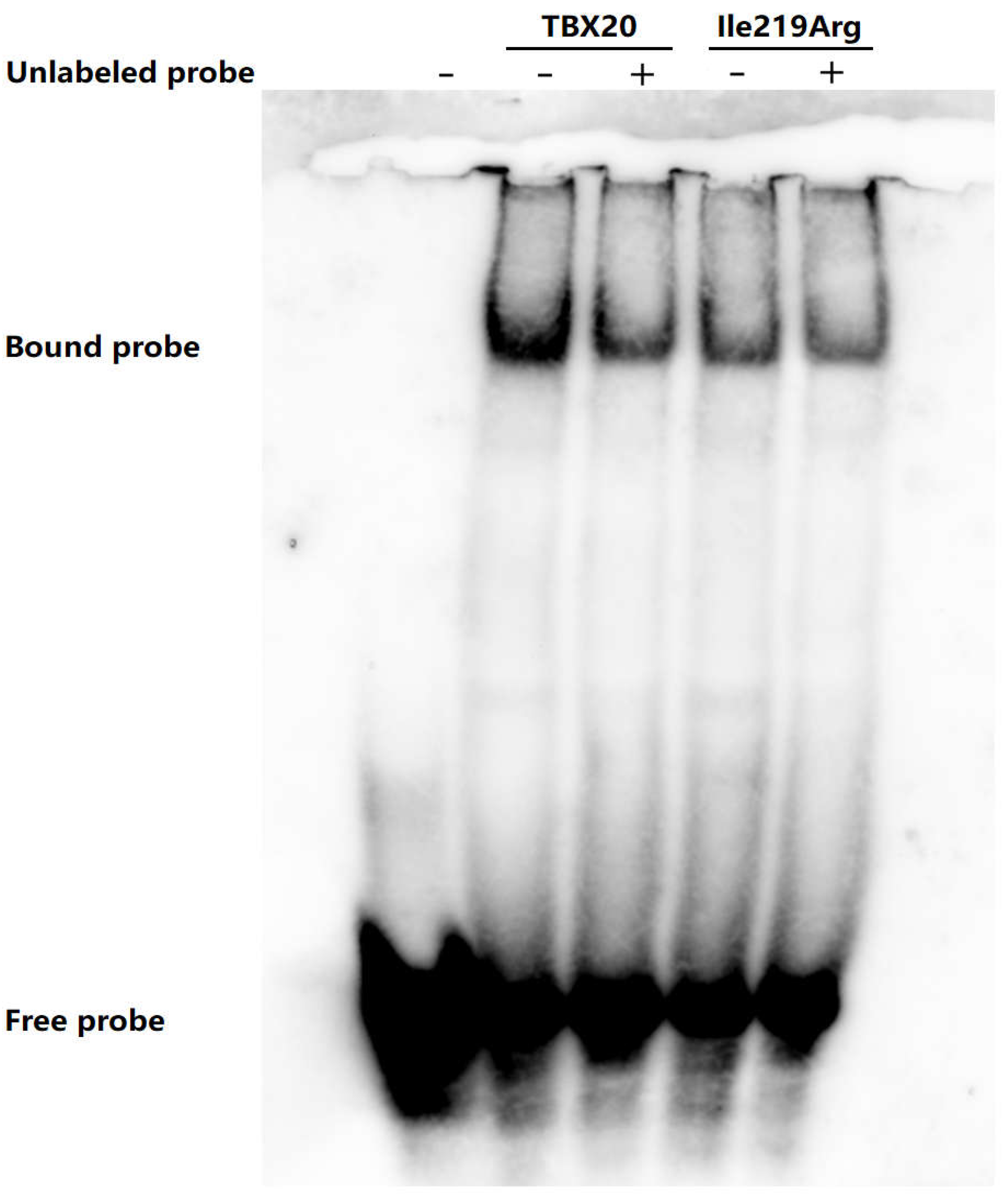 Preprints 149309 g005