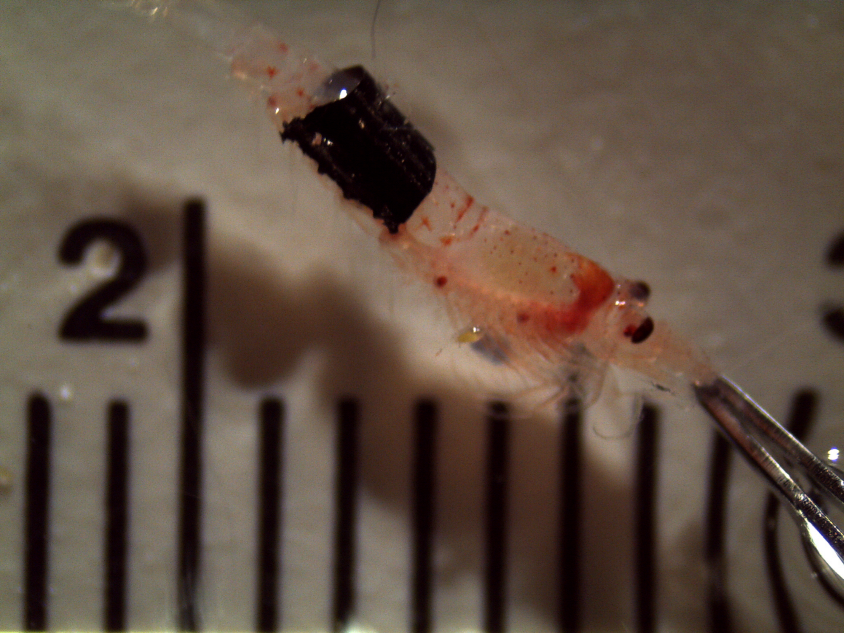 Preprints 146190 g007