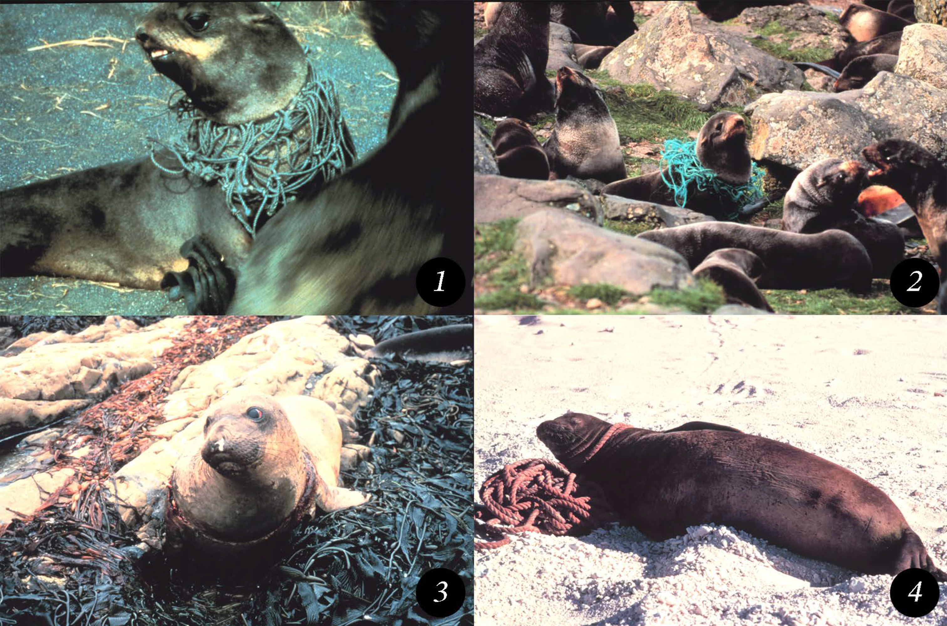 Preprints 146190 g009