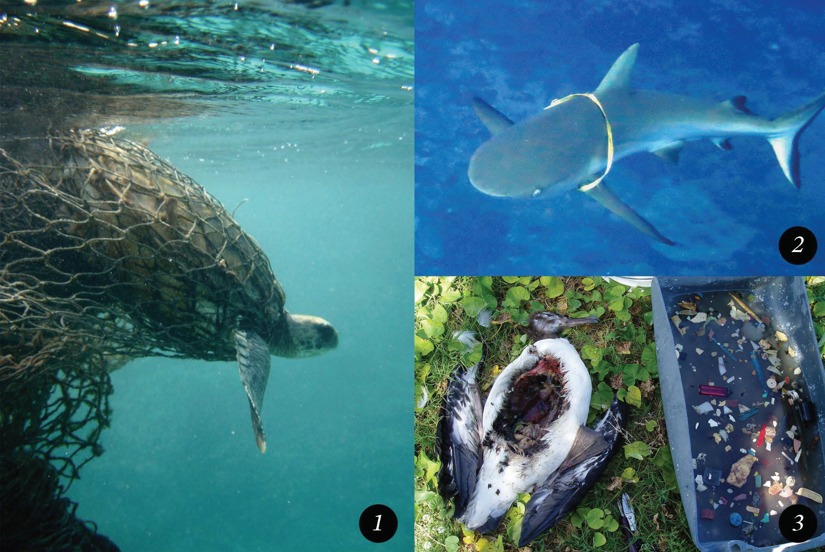 Preprints 146190 g010