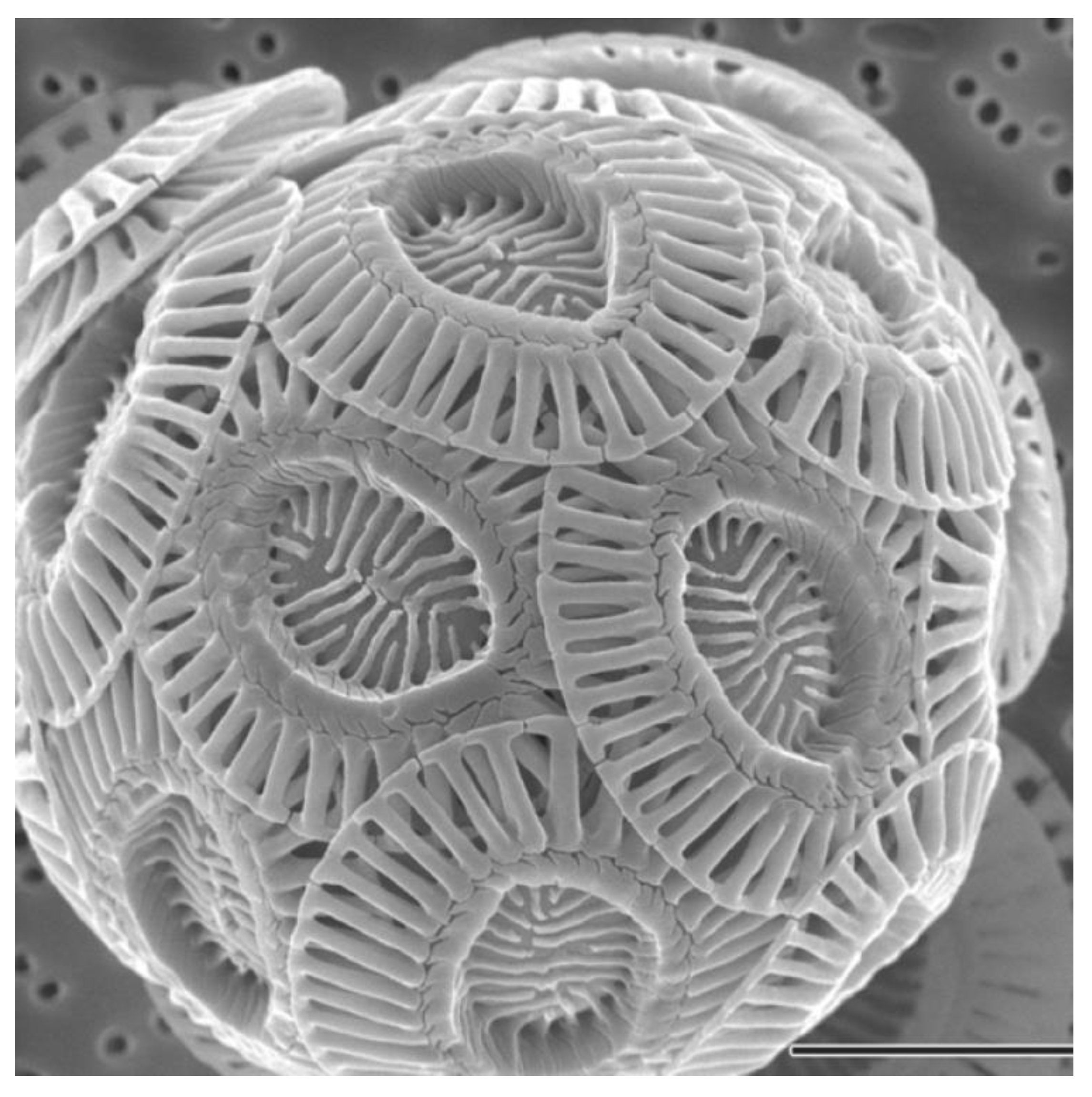 Preprints 106059 g002