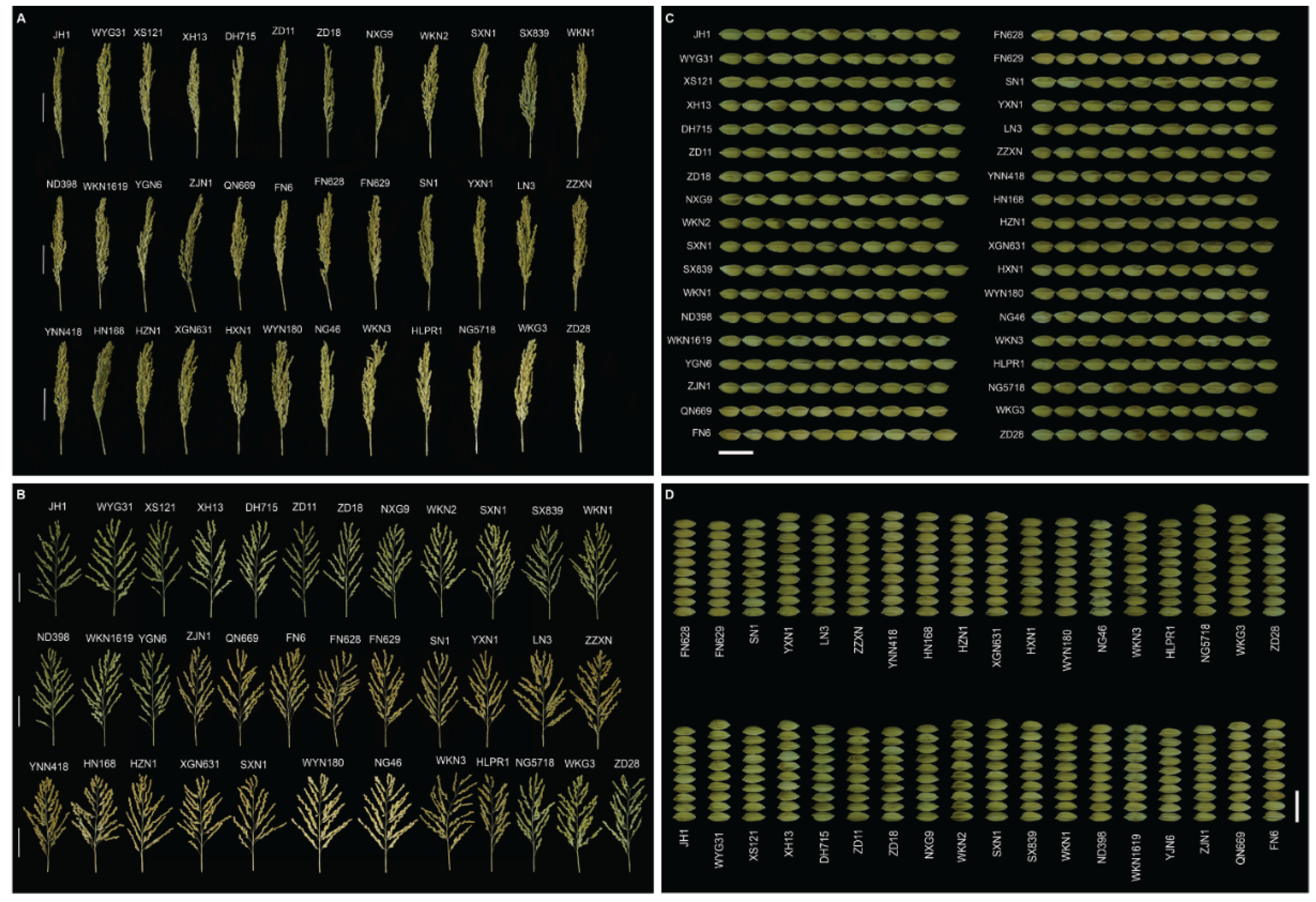 Preprints 158224 g001