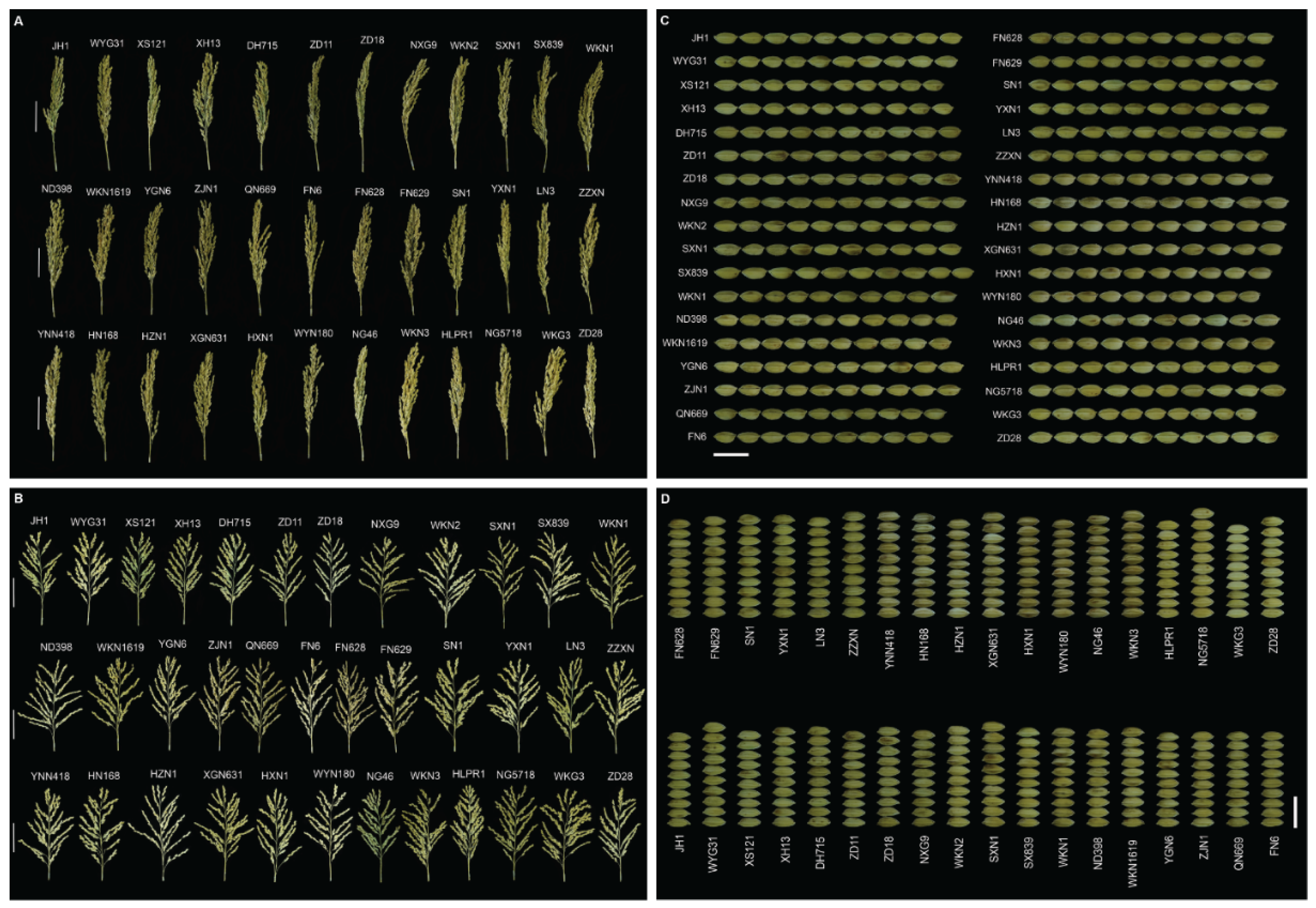 Preprints 158224 g004