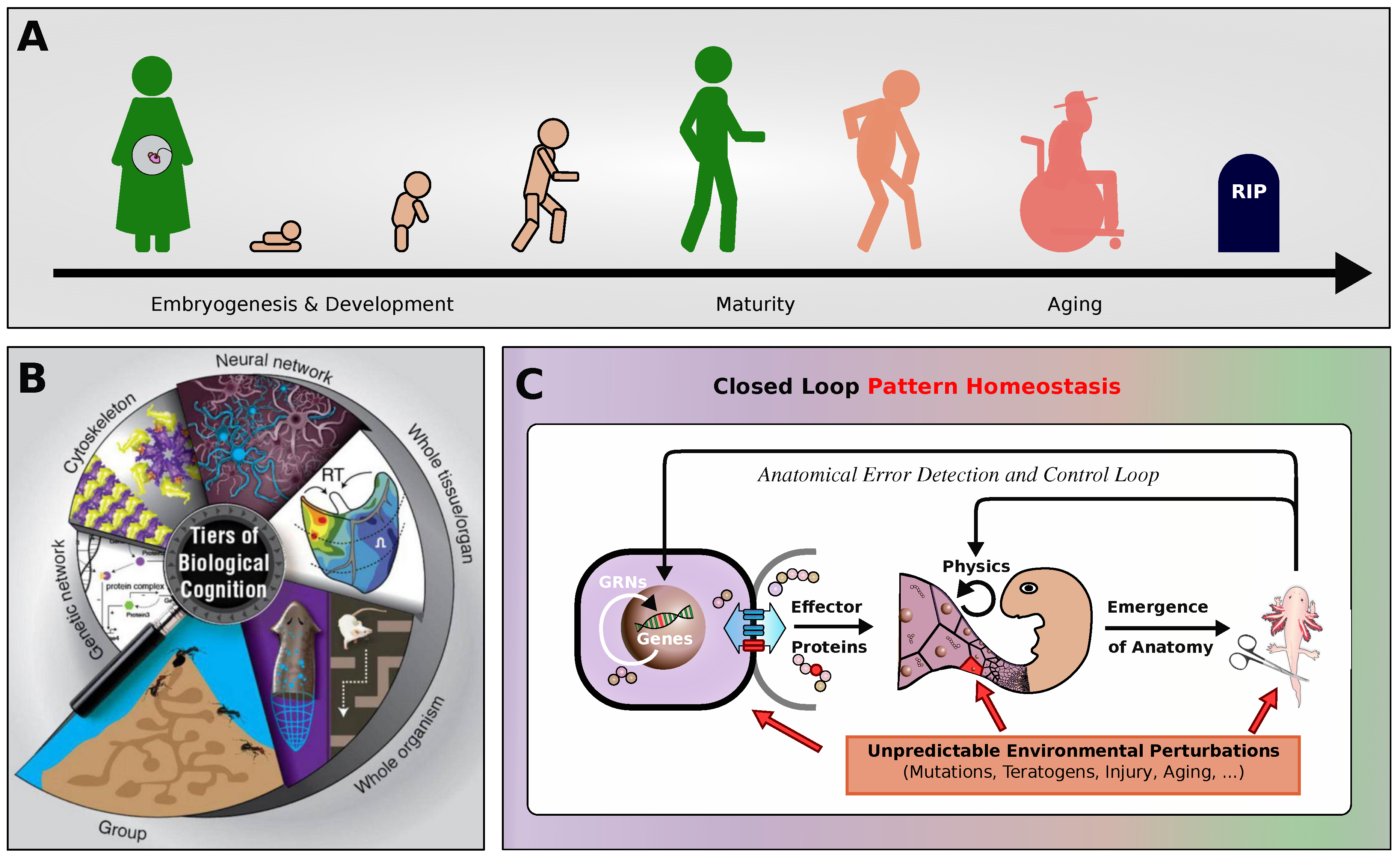 Preprints 144589 g001