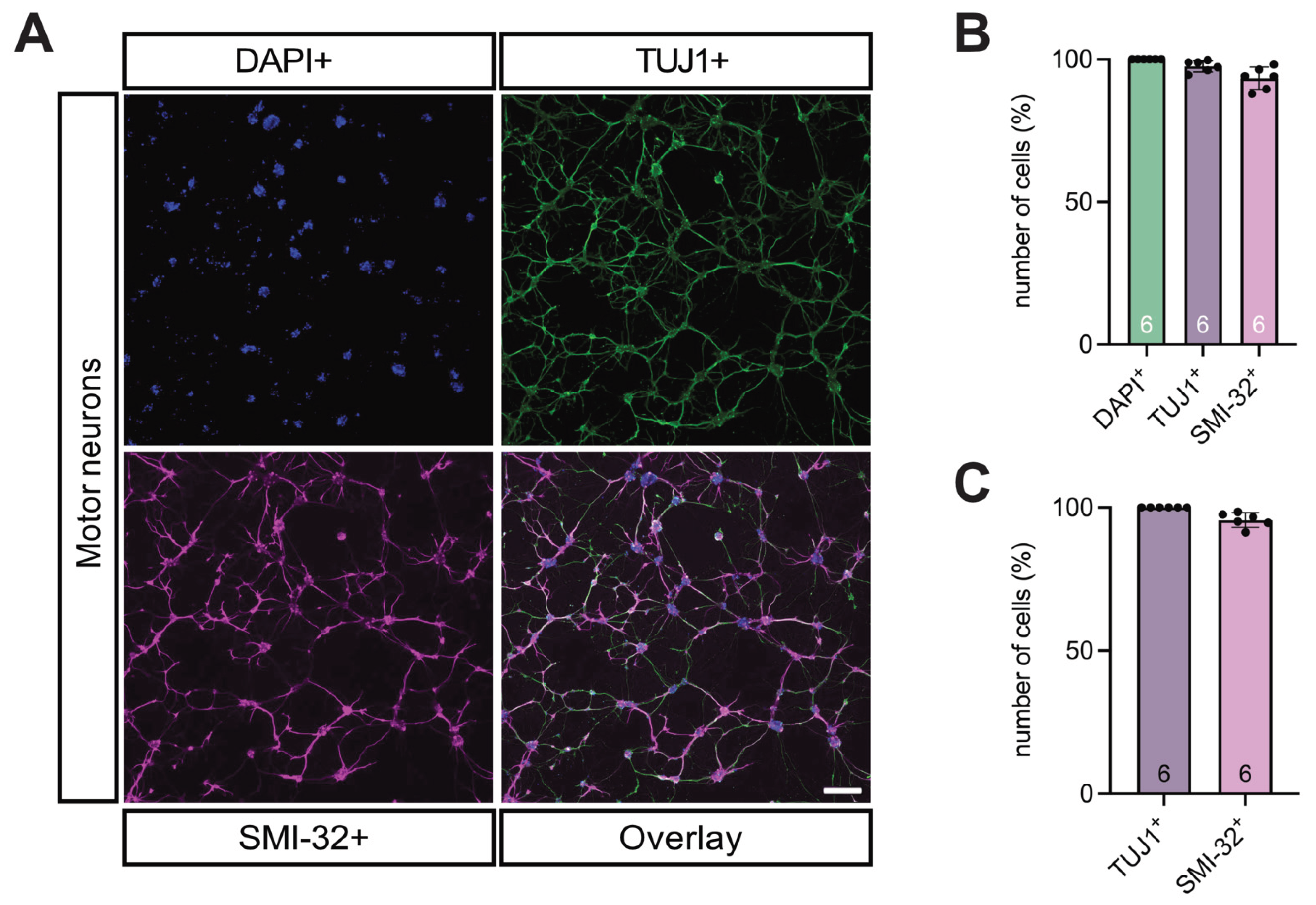 Preprints 183492 g006