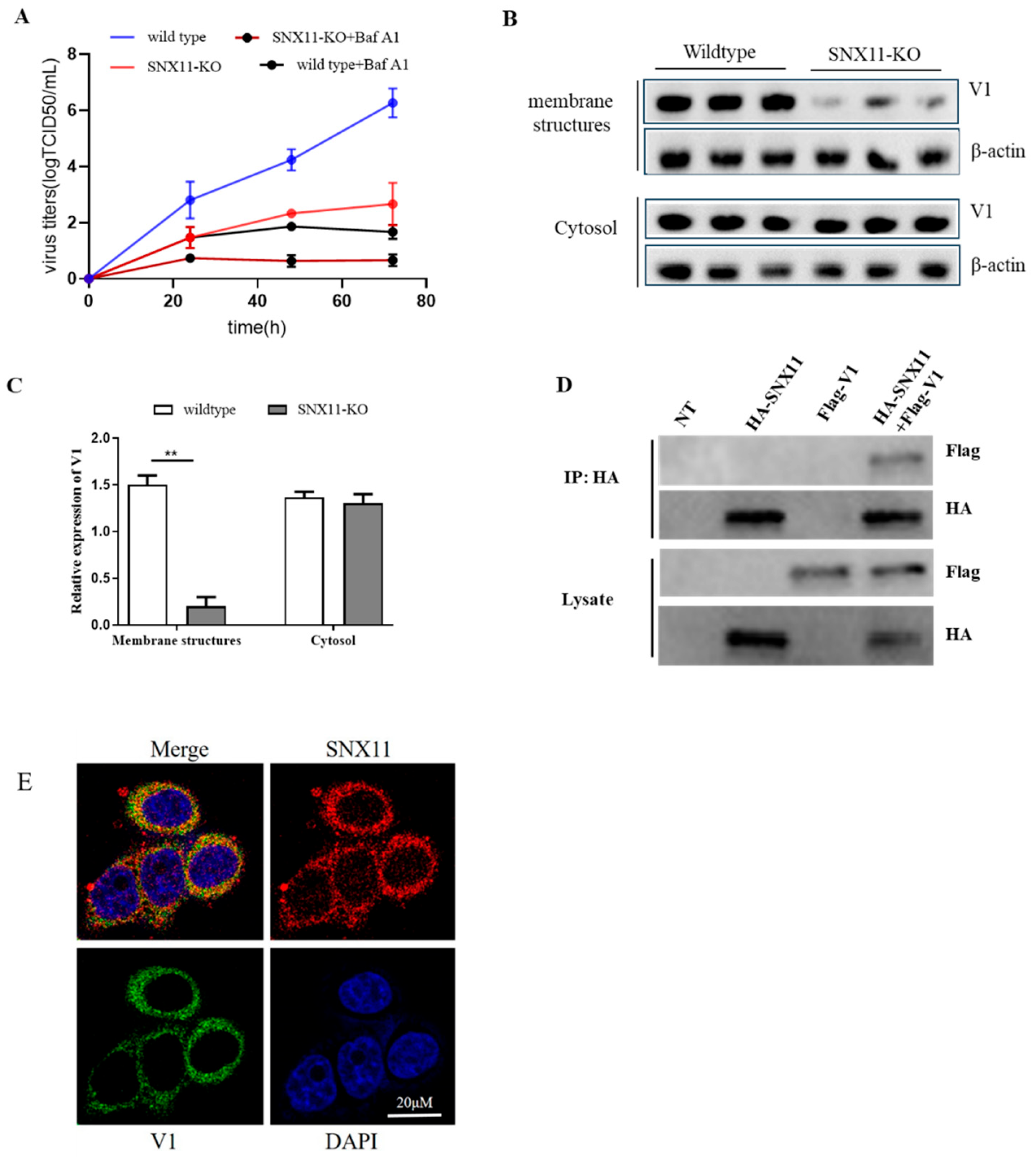 Preprints 165061 g003