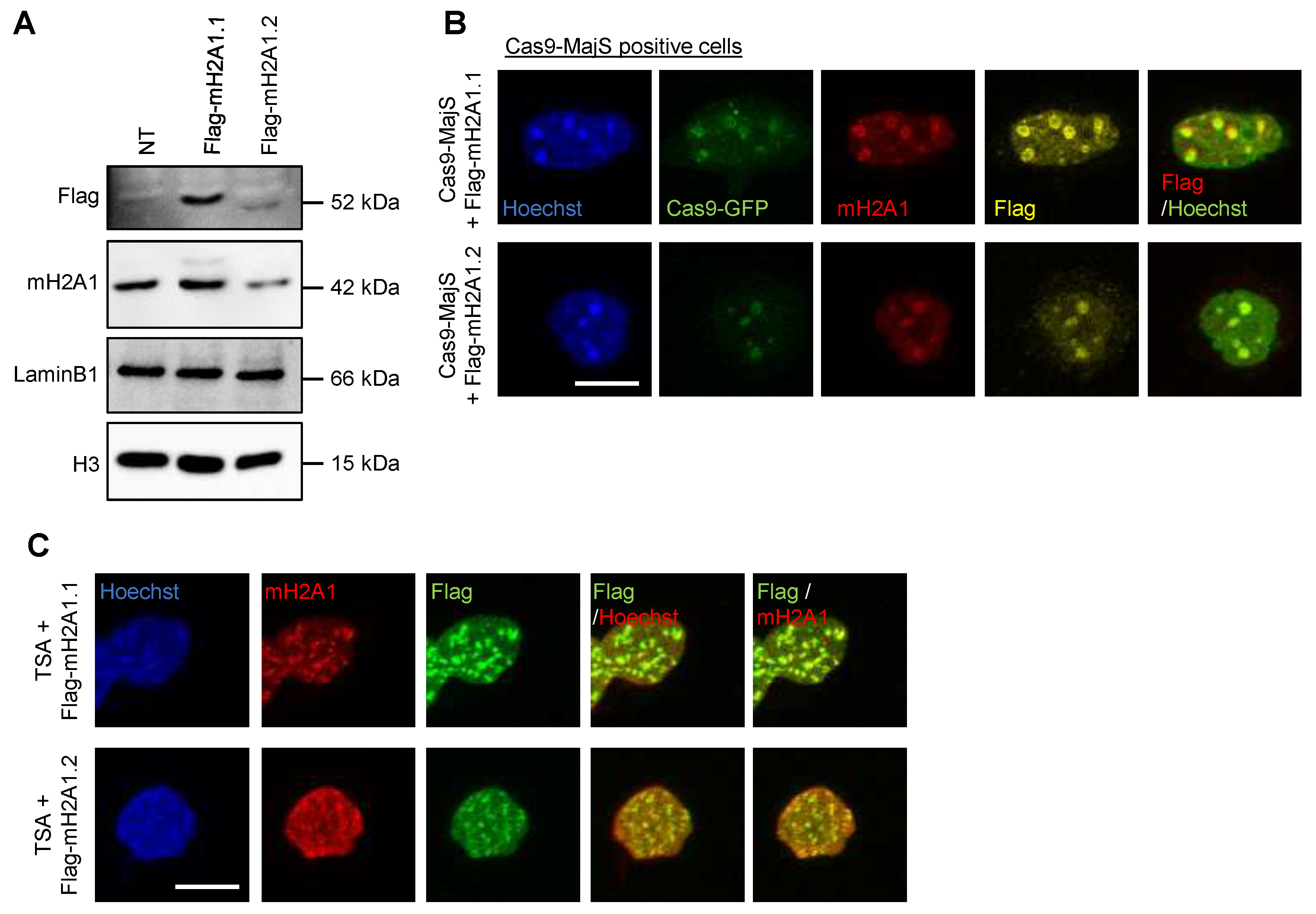 Preprints 80195 g0a5