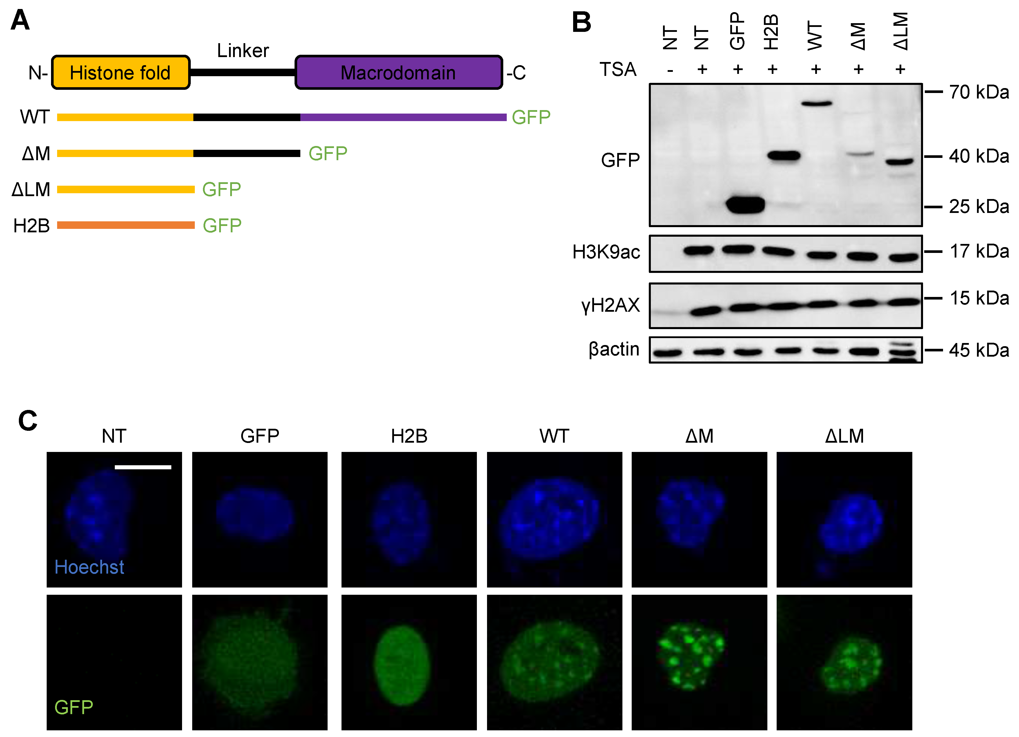 Preprints 80195 g0a6