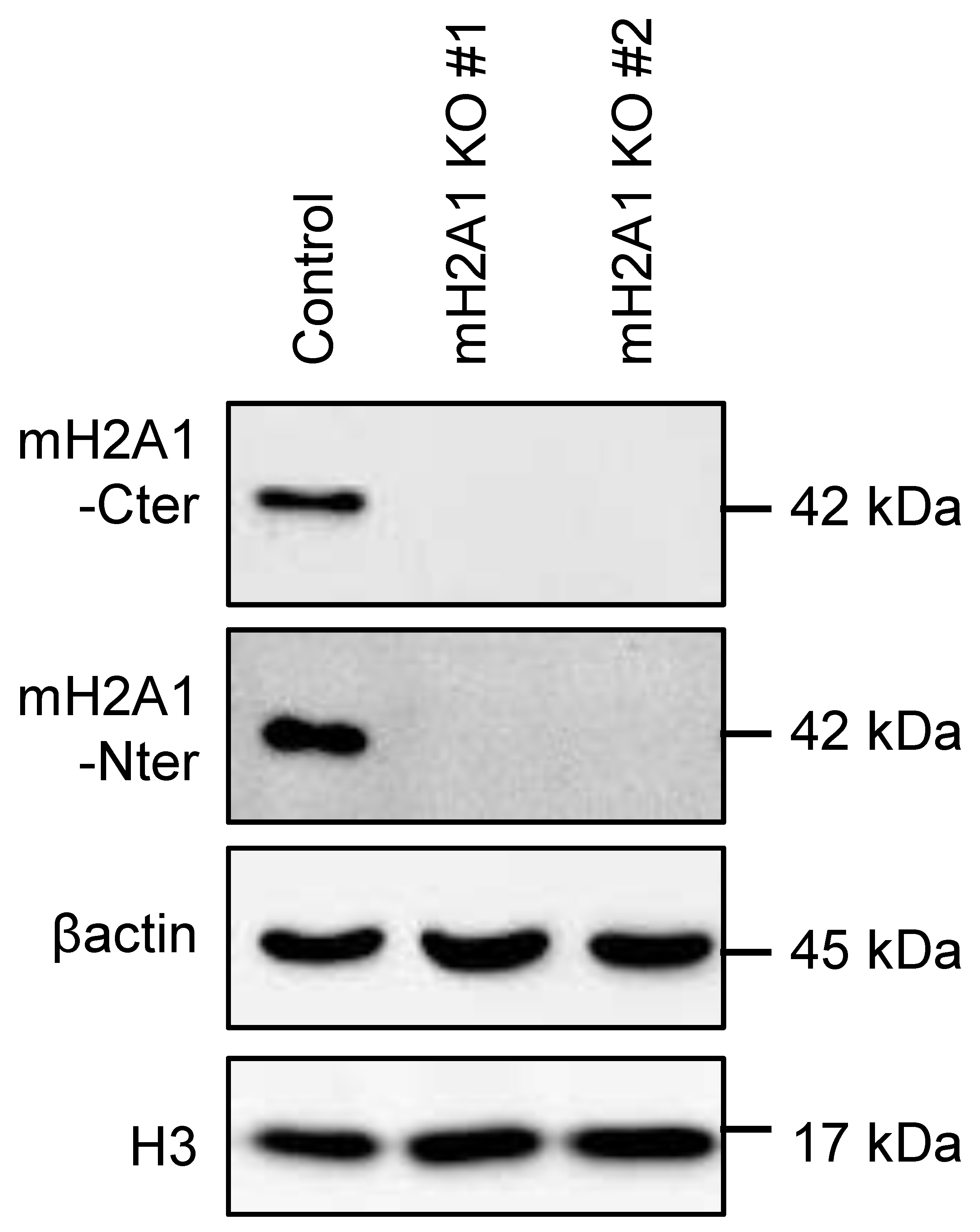 Preprints 80195 g0a7