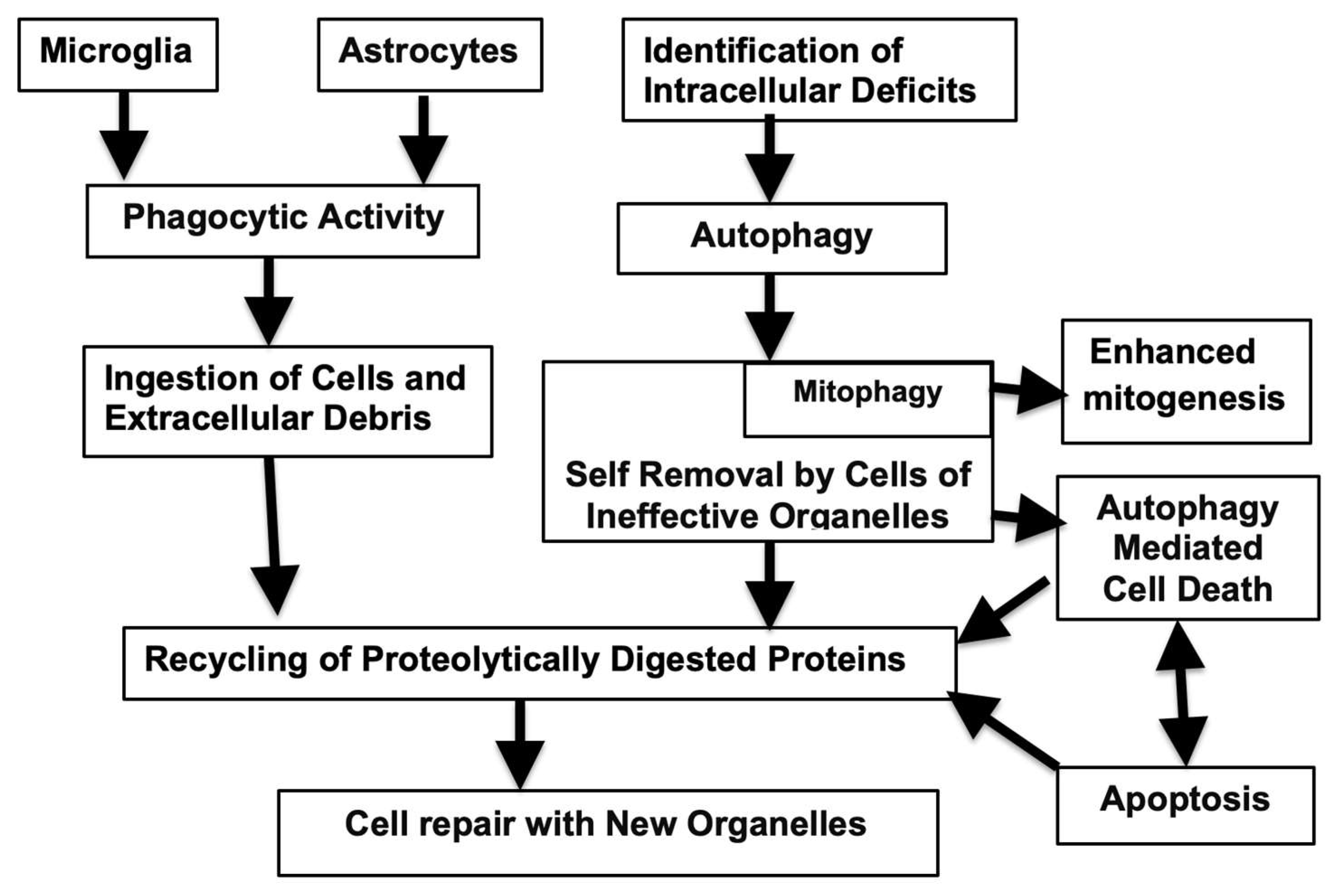 Preprints 142407 g001