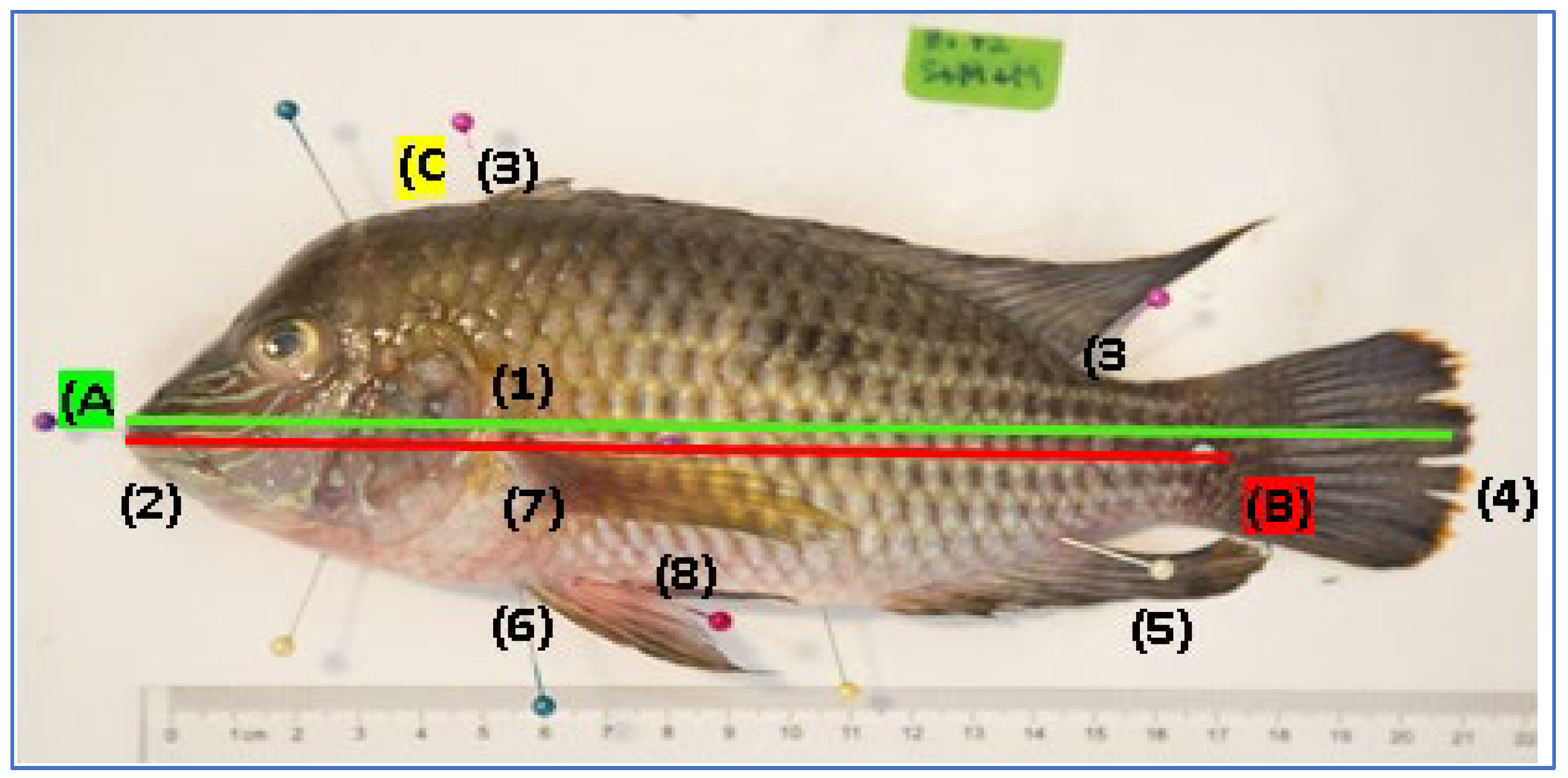 Preprints 174104 g001