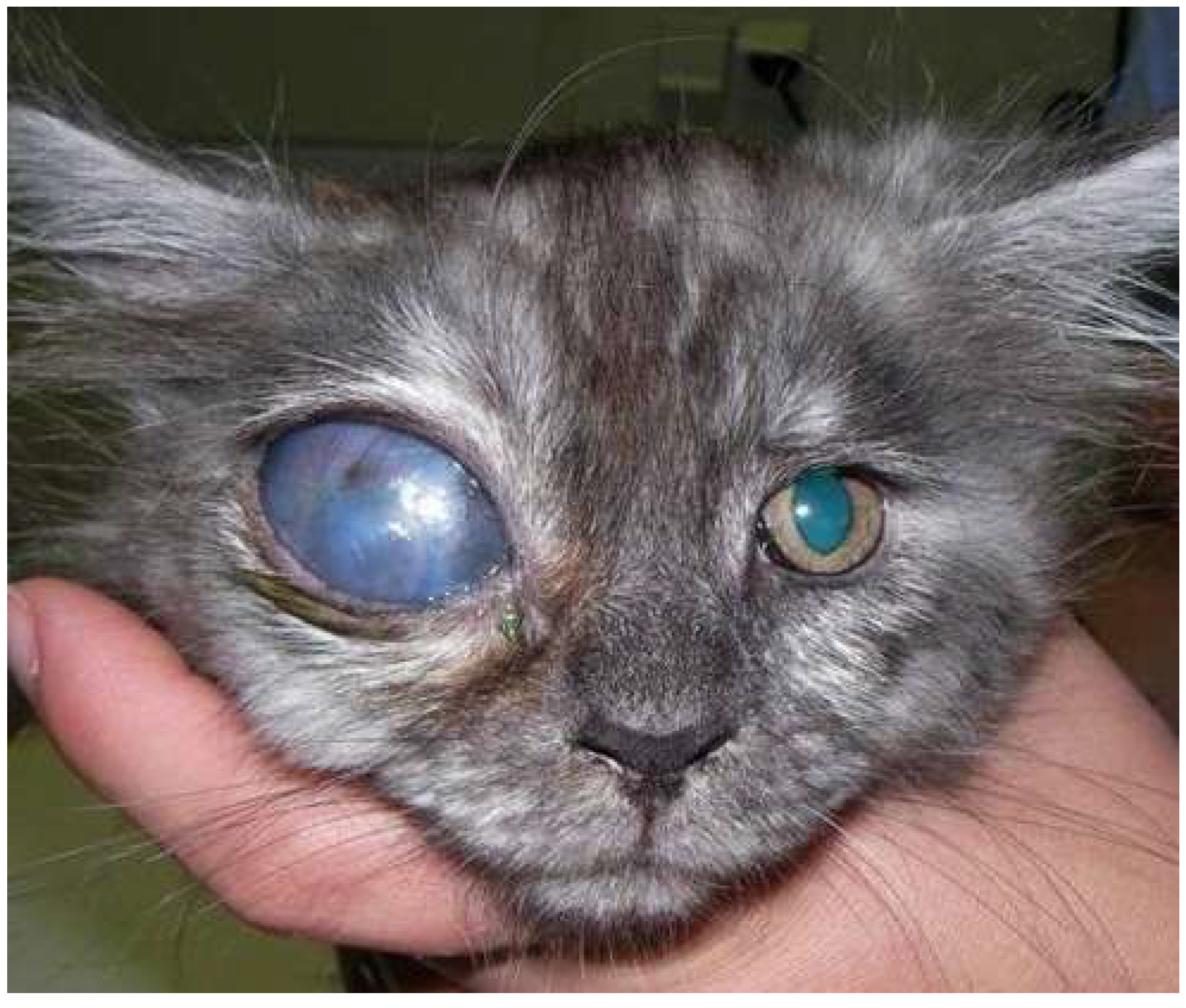 Preprints 139273 g001