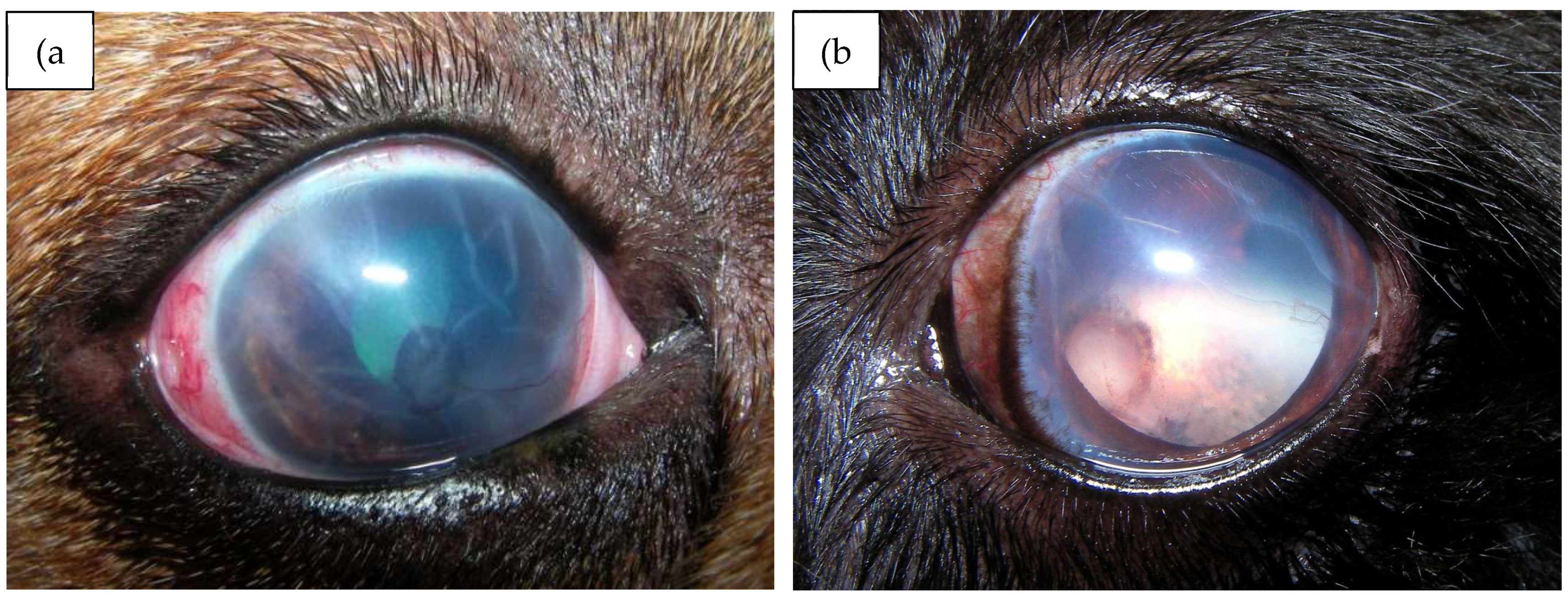 Preprints 139273 g003