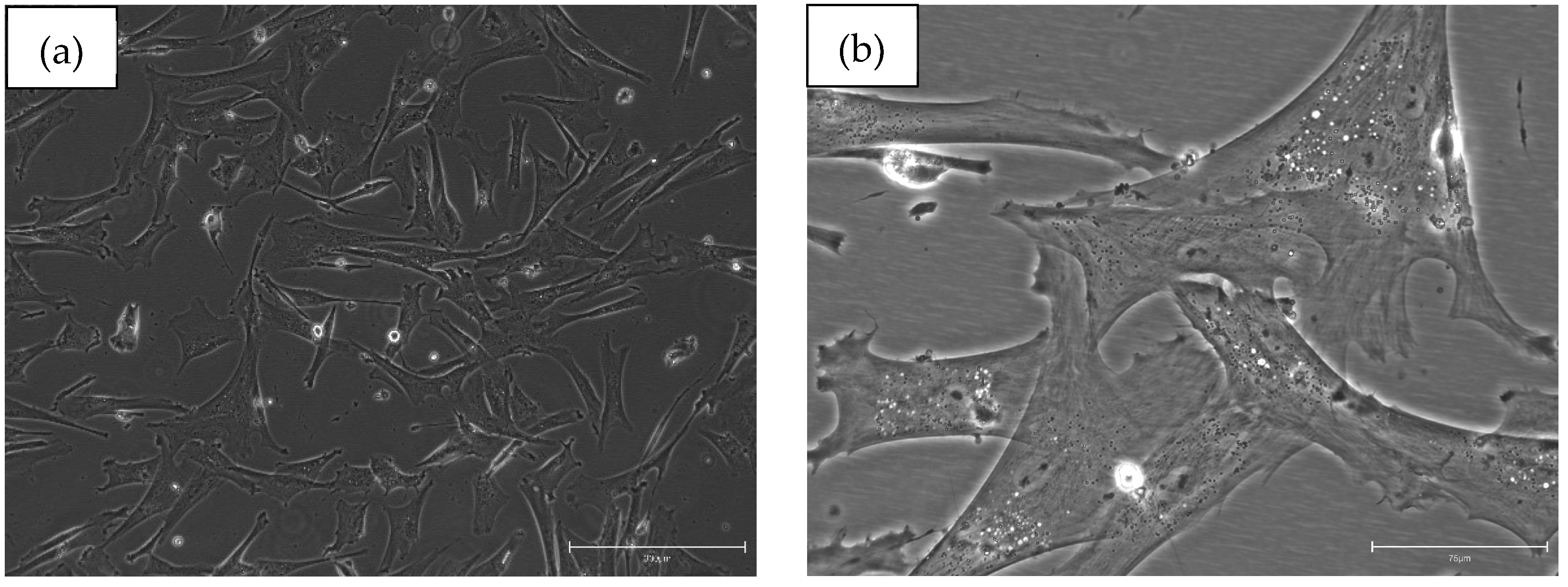 Preprints 139273 g004