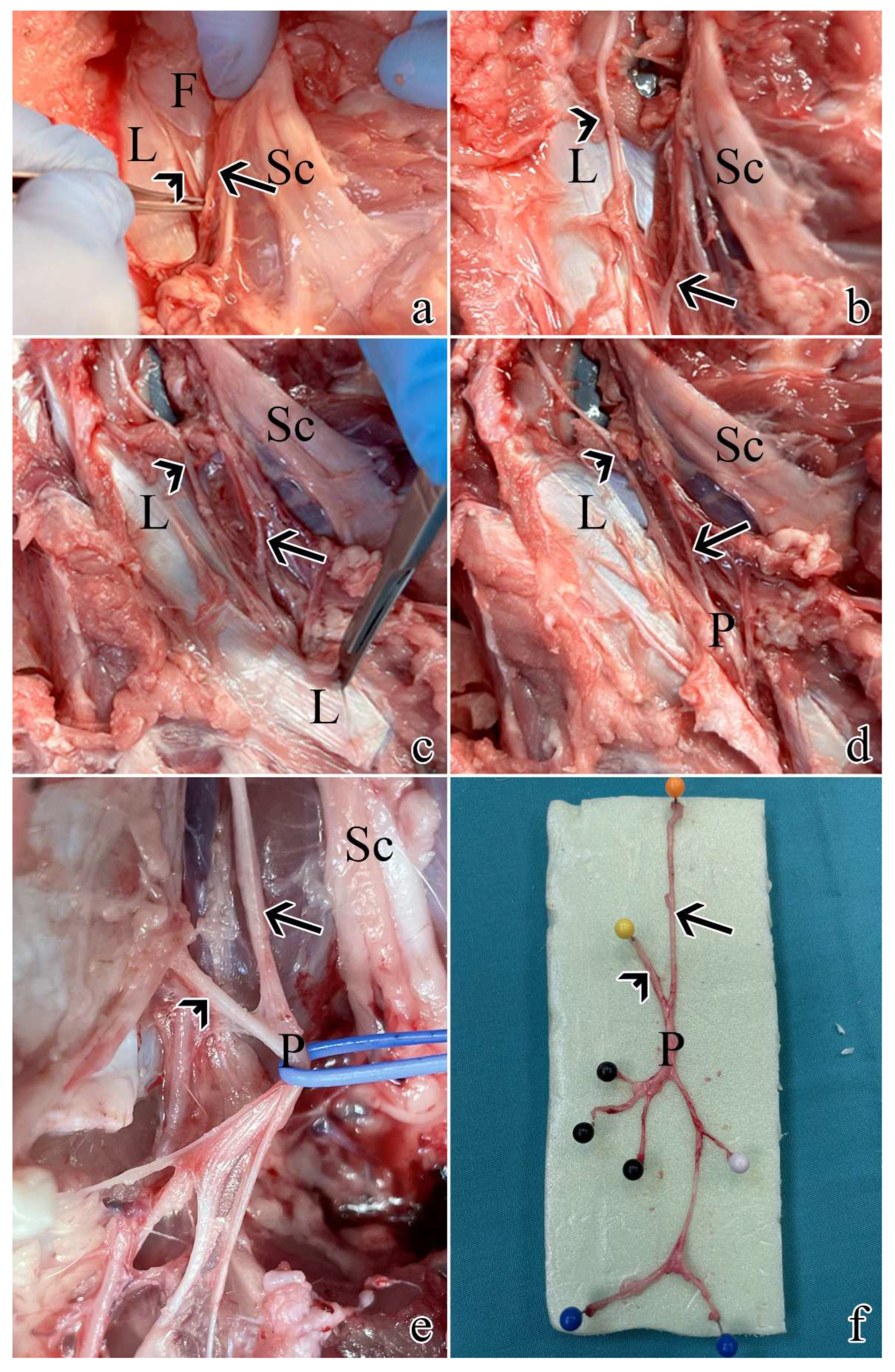 Preprints 94250 g001