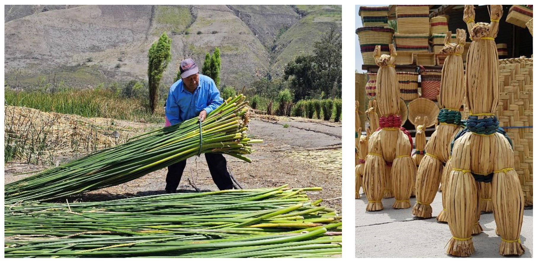 Preprints 172822 g002