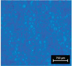 Preprints 177719 i002