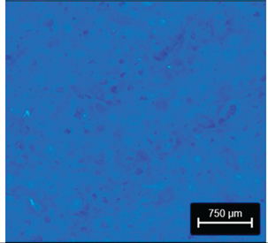 Preprints 177719 i006