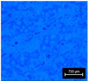 Preprints 177719 i009