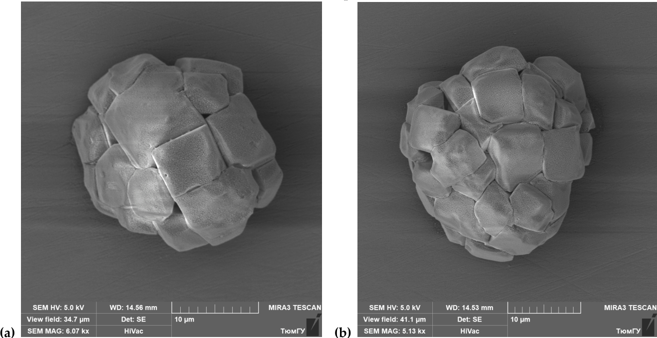 Preprints 209530 g003