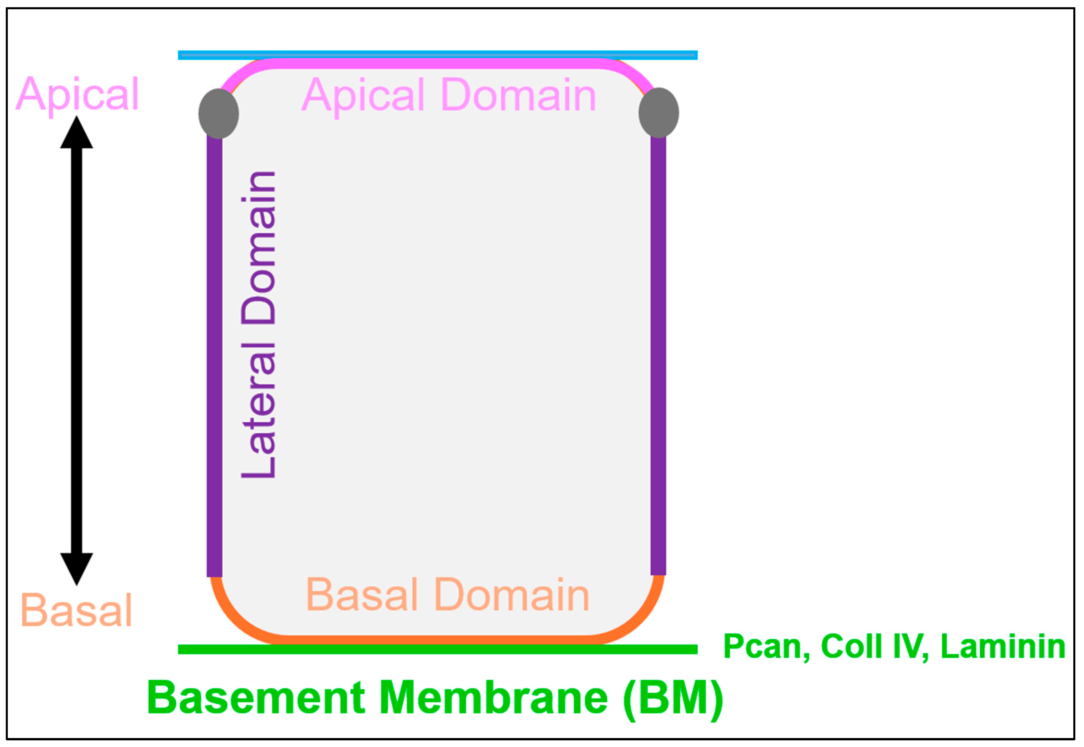 Preprints 203506 g001 Preprints 203506 g001