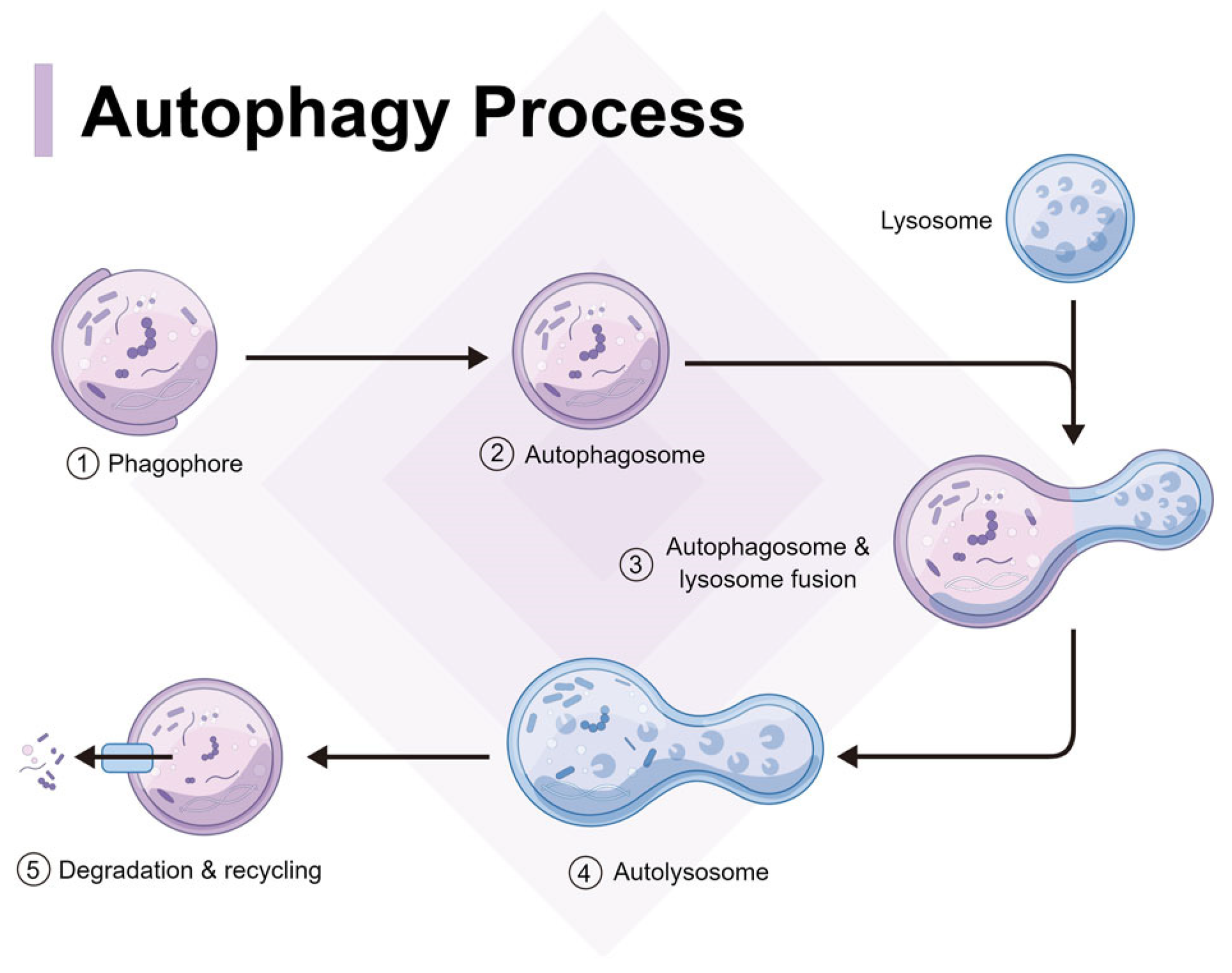 Preprints 76950 g001