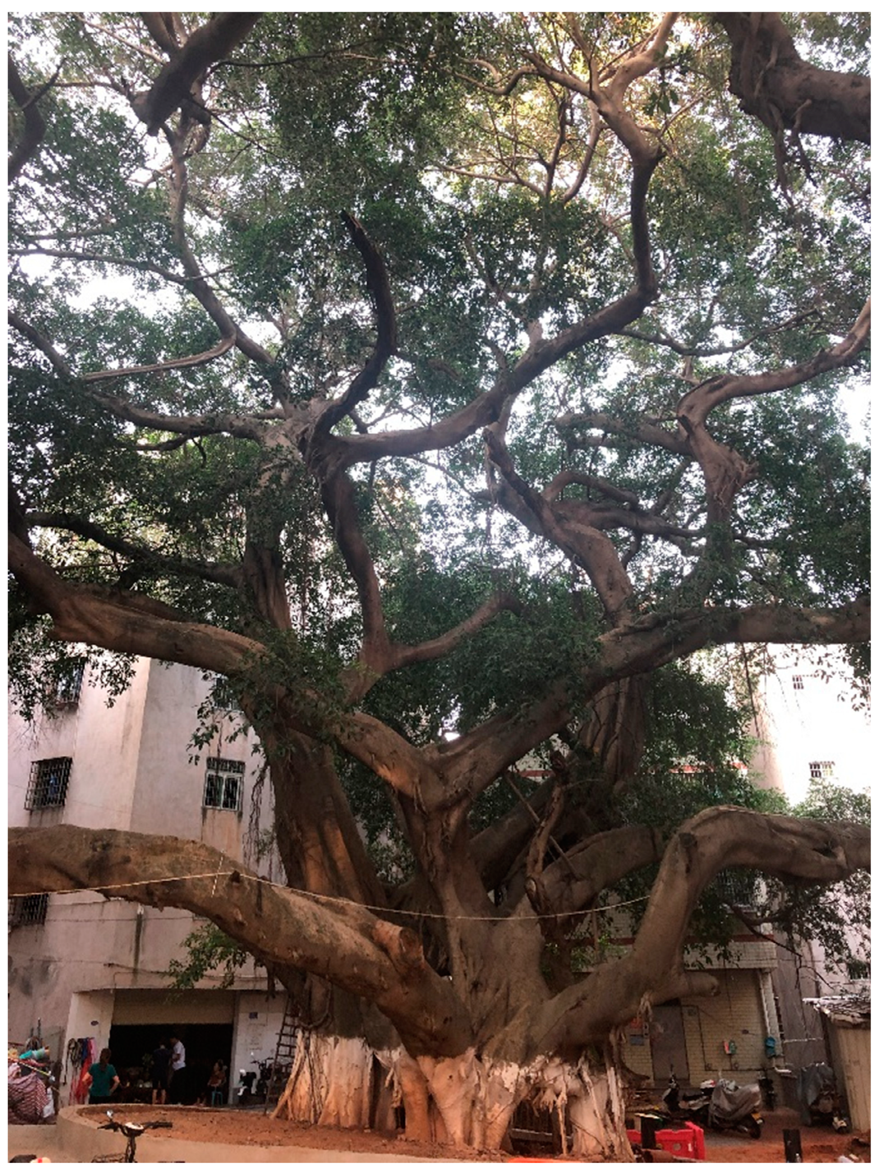 Preprints 148844 g015