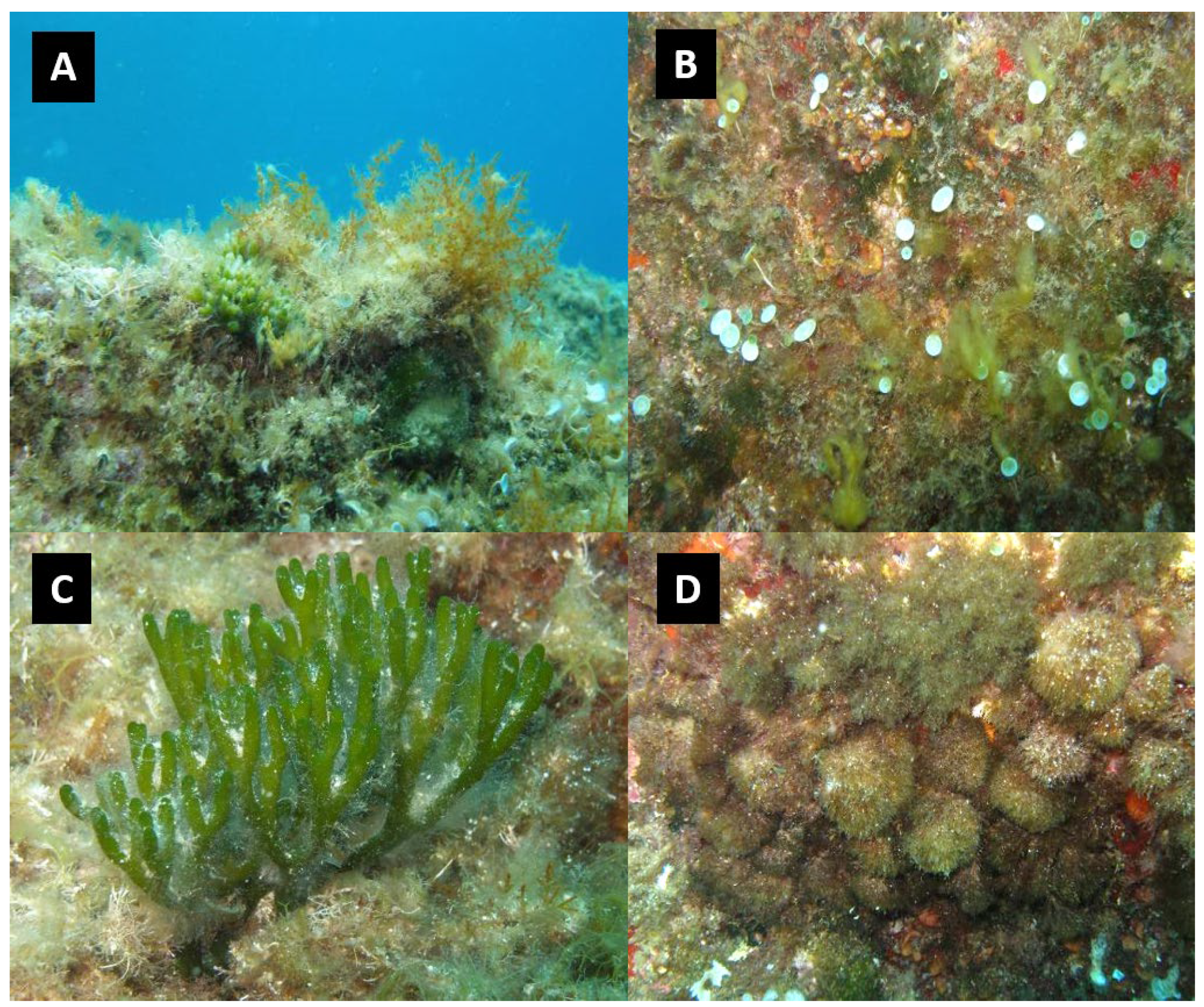 Preprints 138200 g004