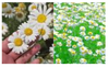 Preprints 210914 i014