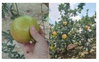 Preprints 210914 i023