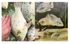 Preprints 210914 i028