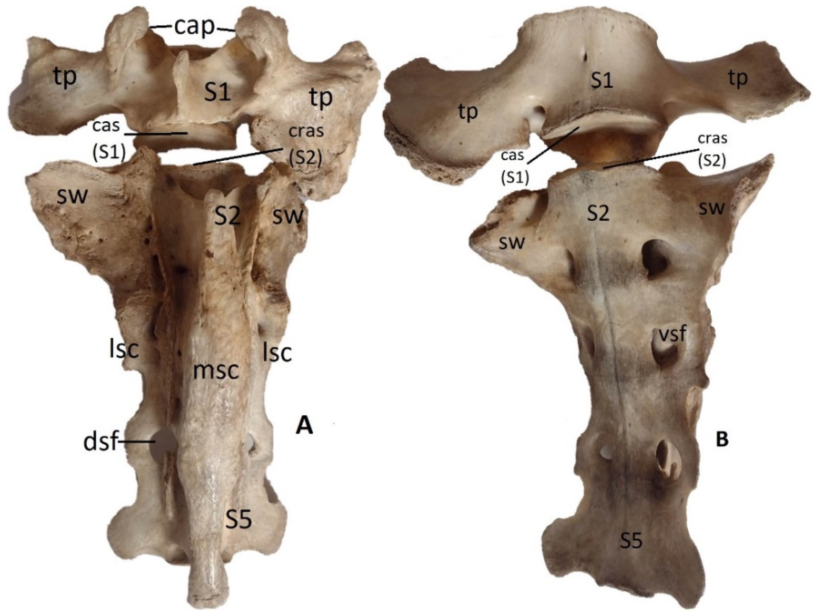Preprints 91911 g001