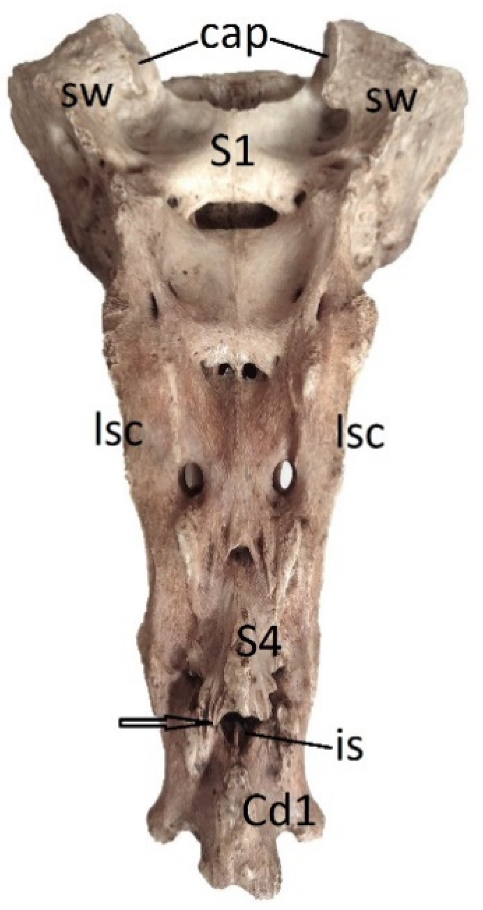 Preprints 91911 g007