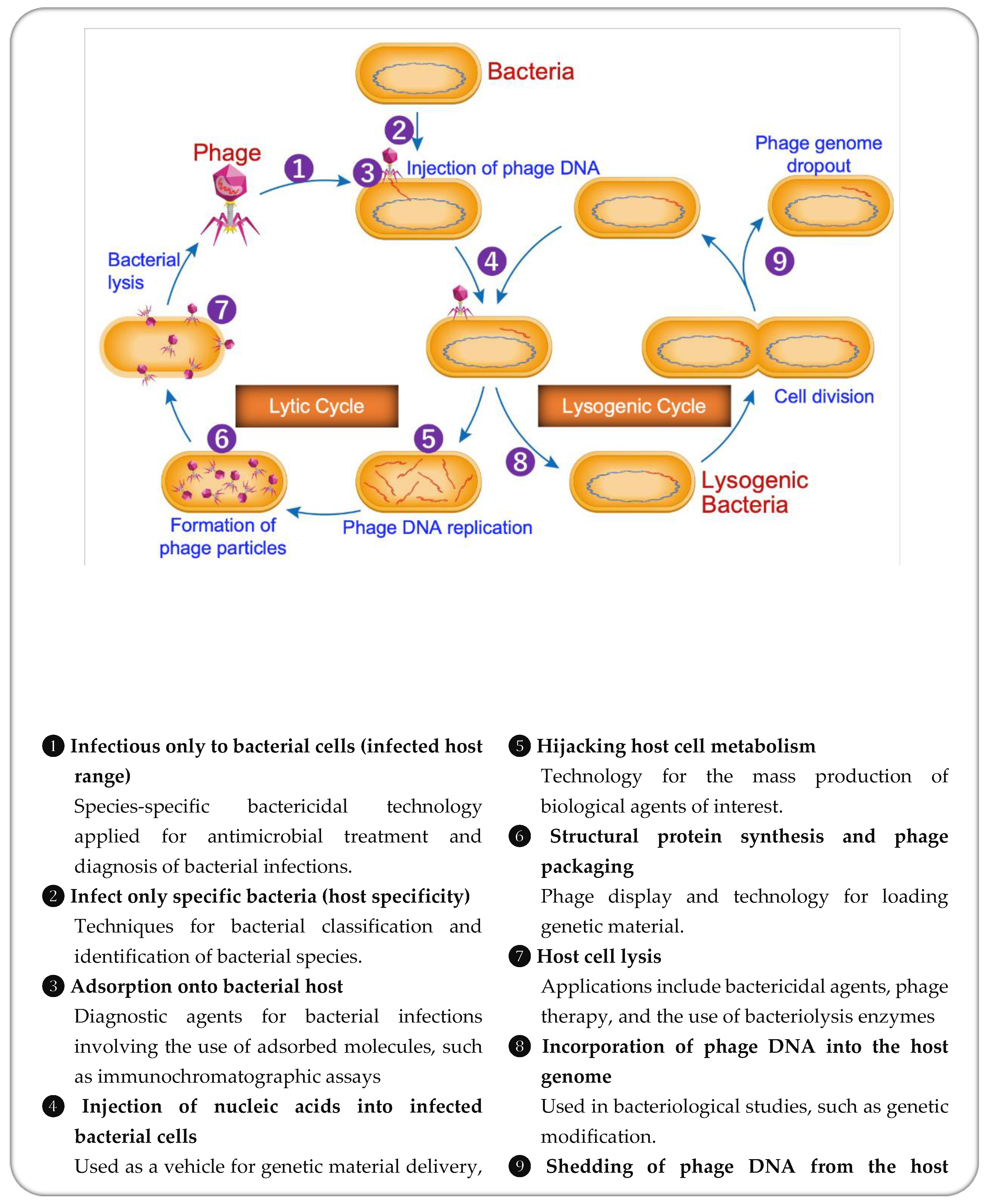 Preprints 116523 g001
