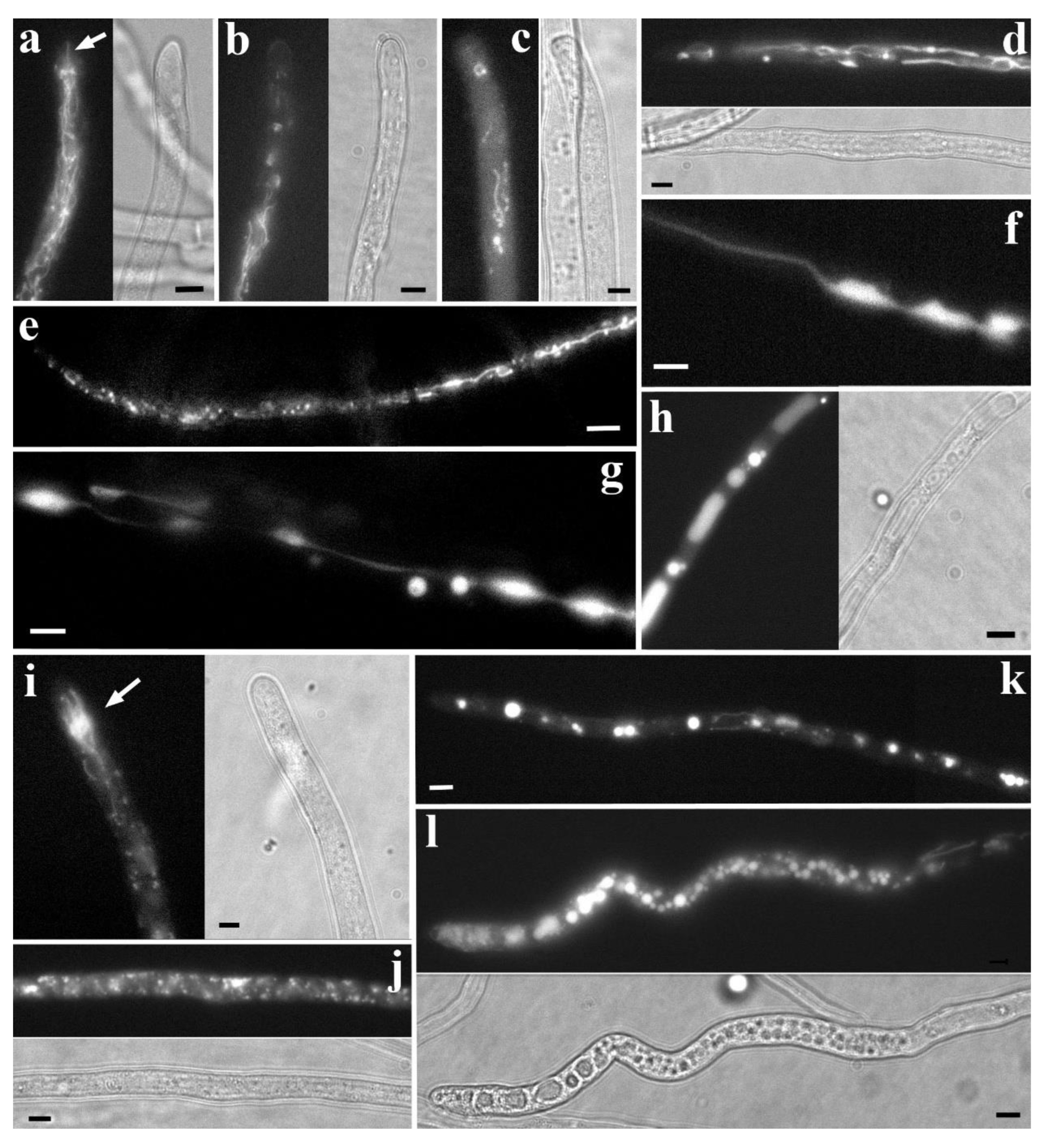 Preprints 172972 g003