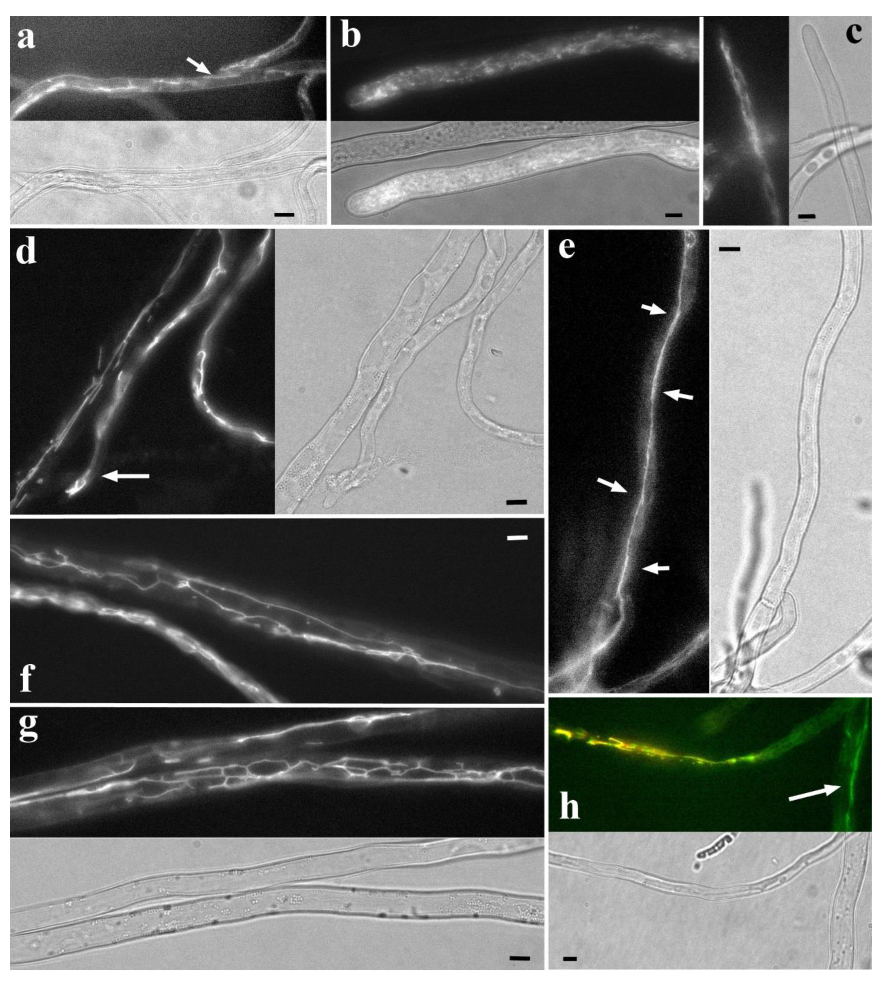 Preprints 172972 g005