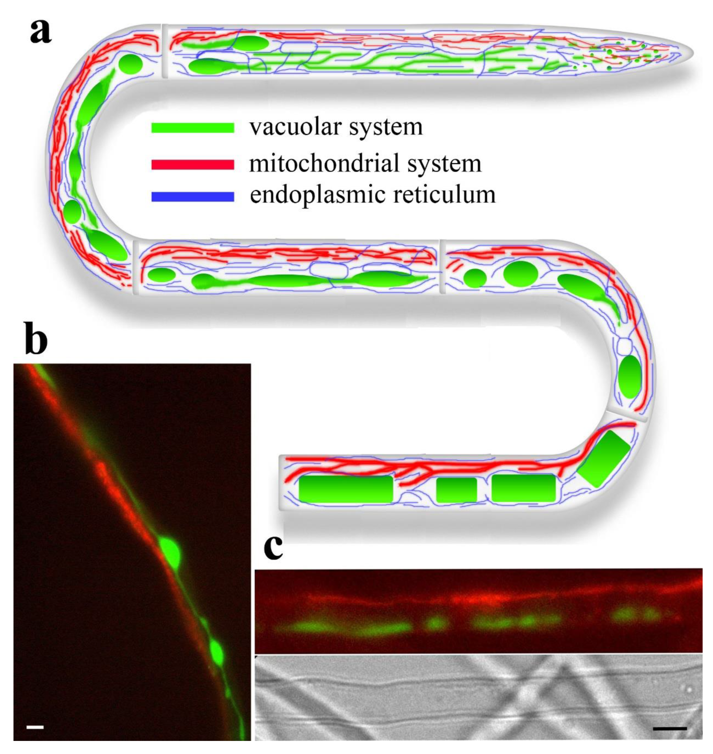 Preprints 172972 g006