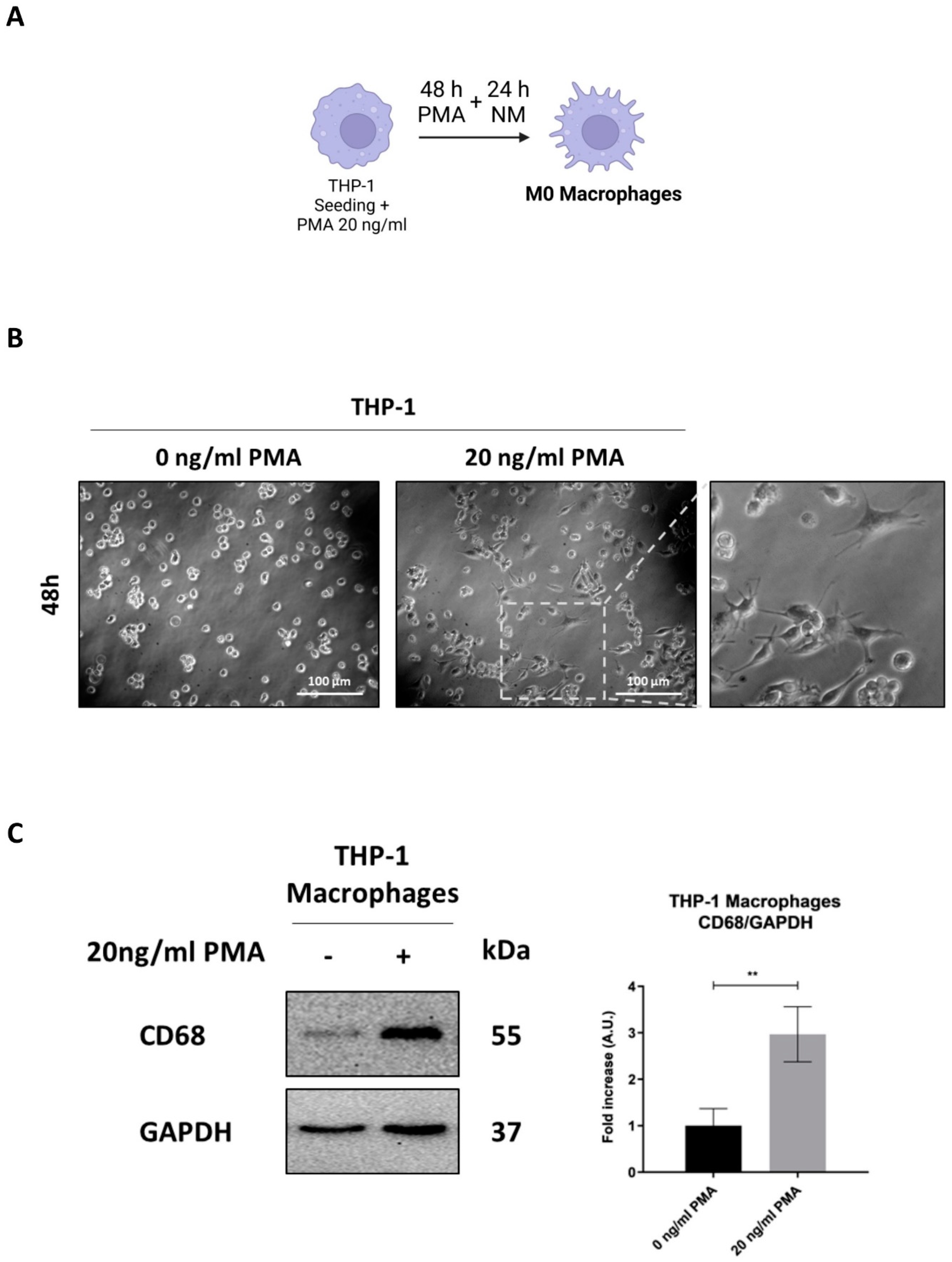 Preprints 146474 g001a