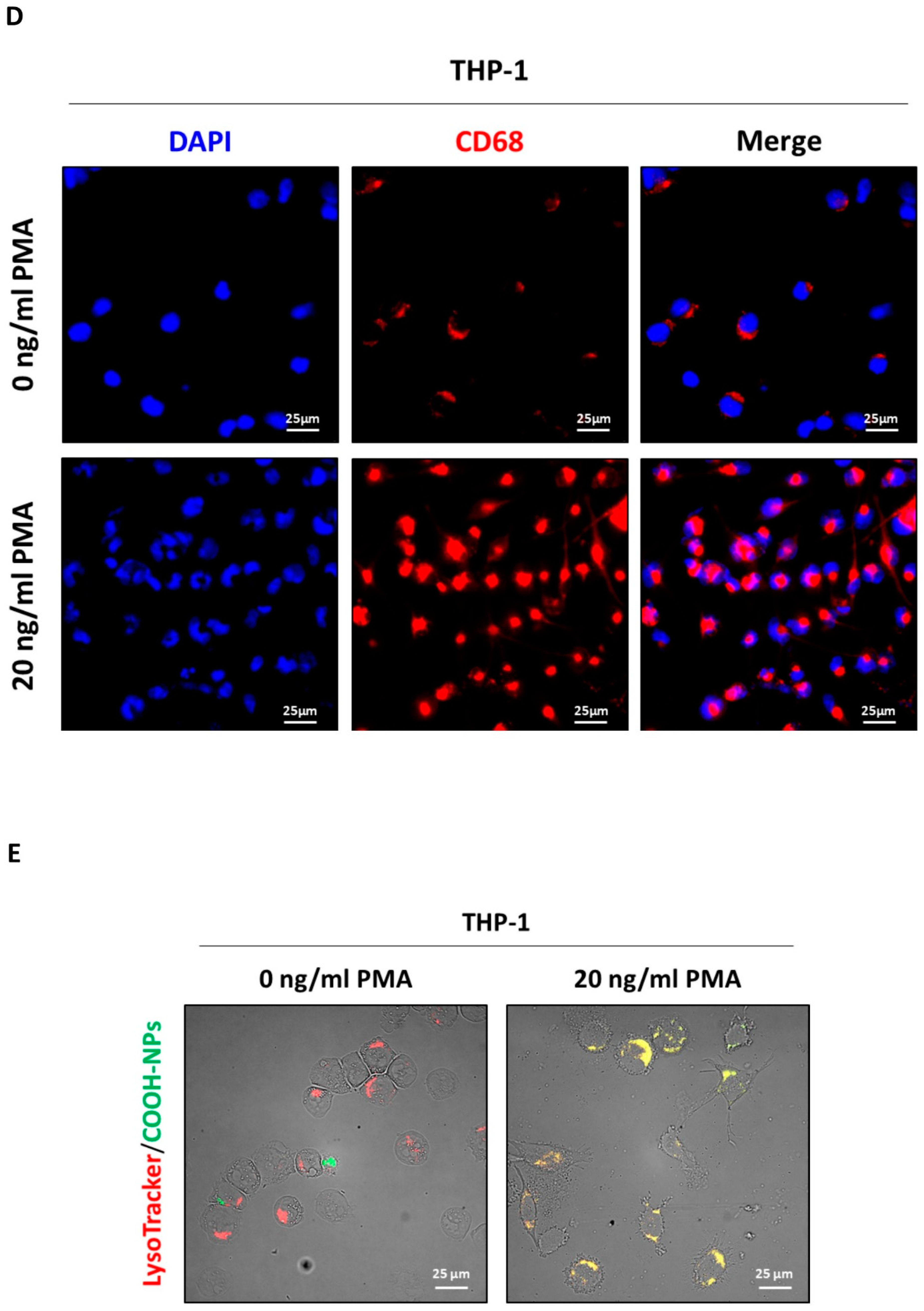 Preprints 146474 g001b