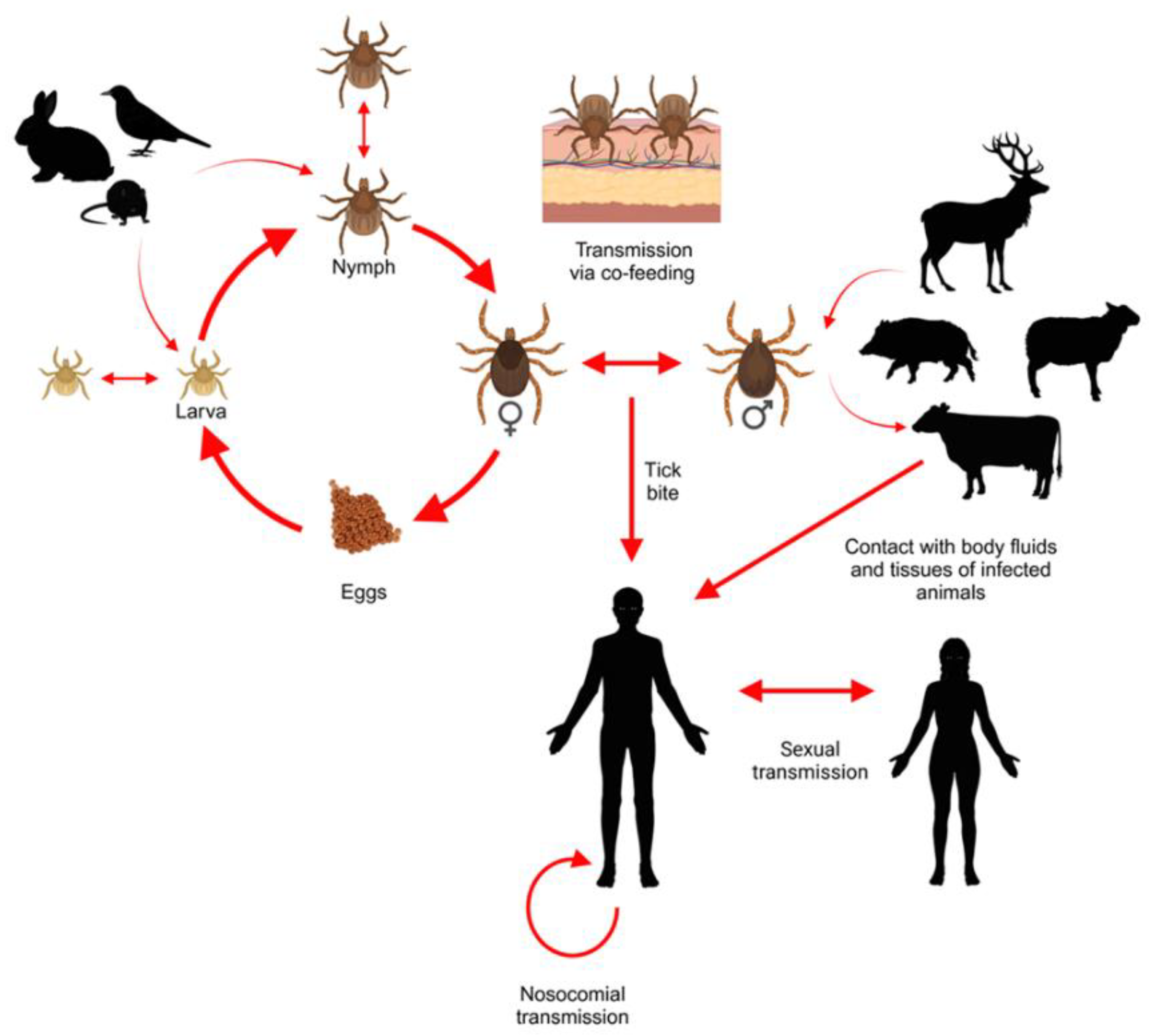 Preprints 159215 g002