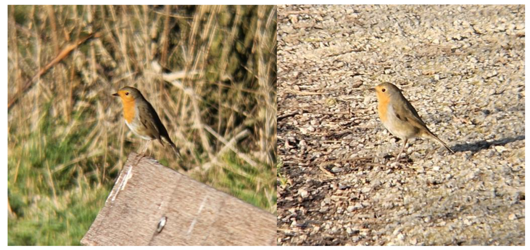 Preprints 159215 g004