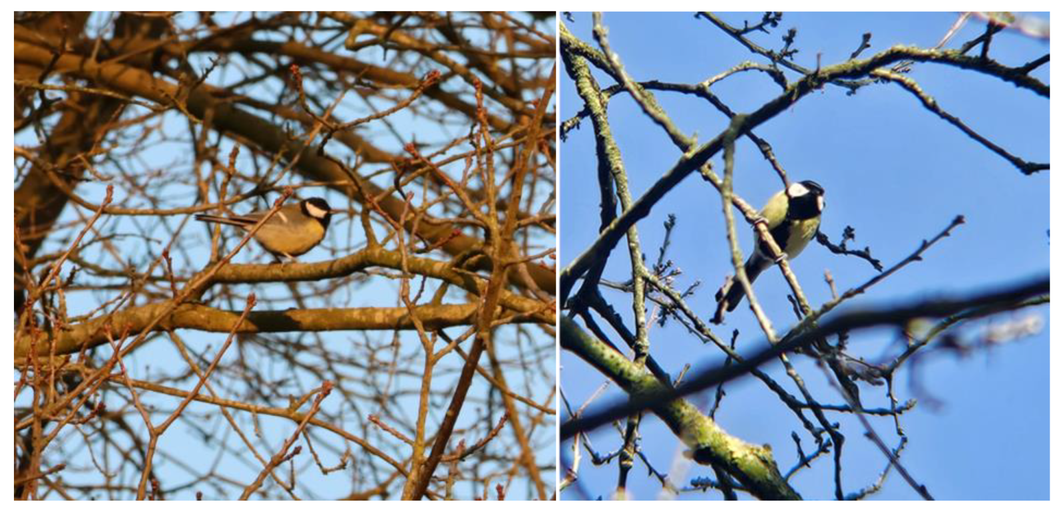 Preprints 159215 g005