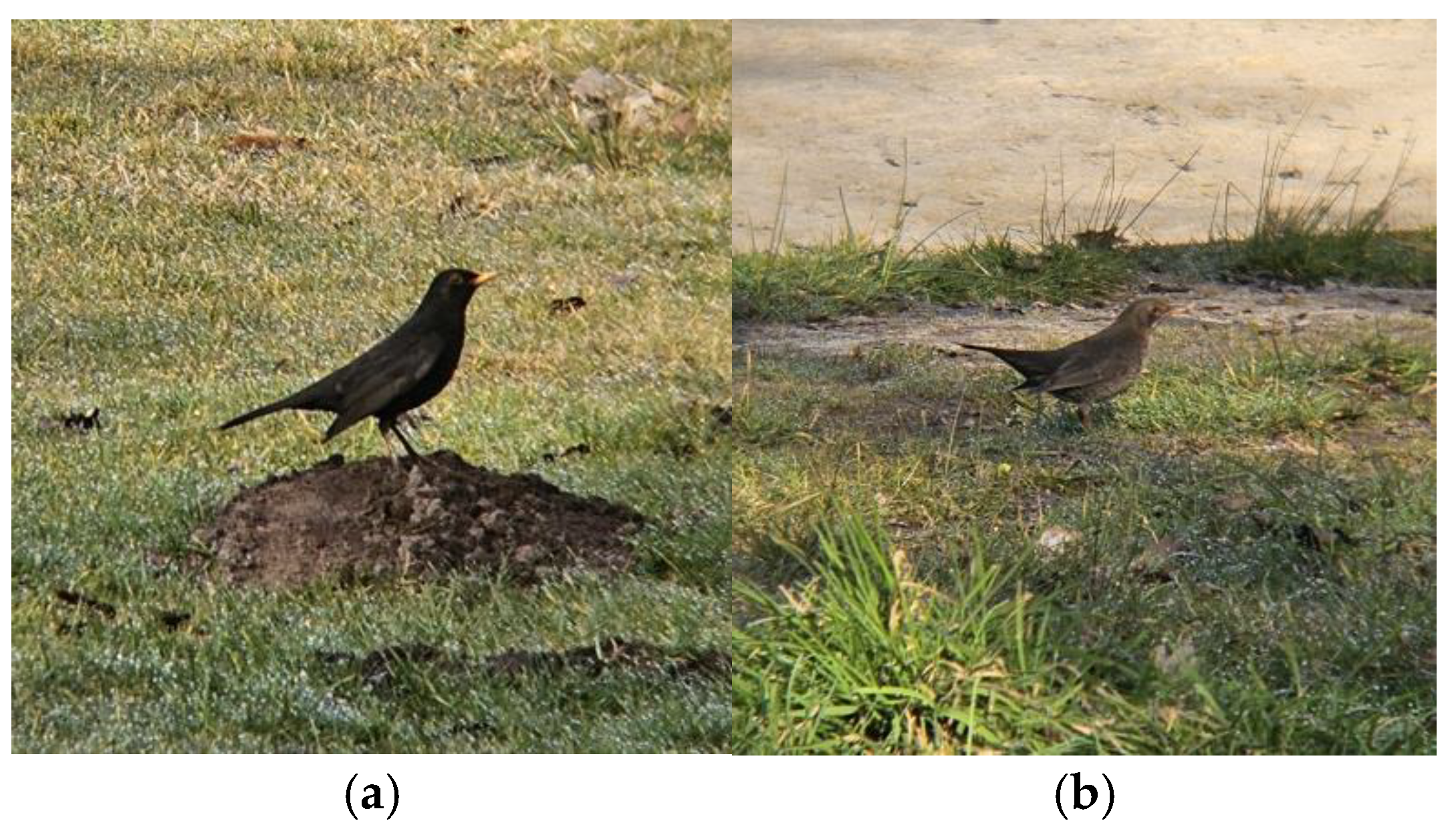 Preprints 159215 g006