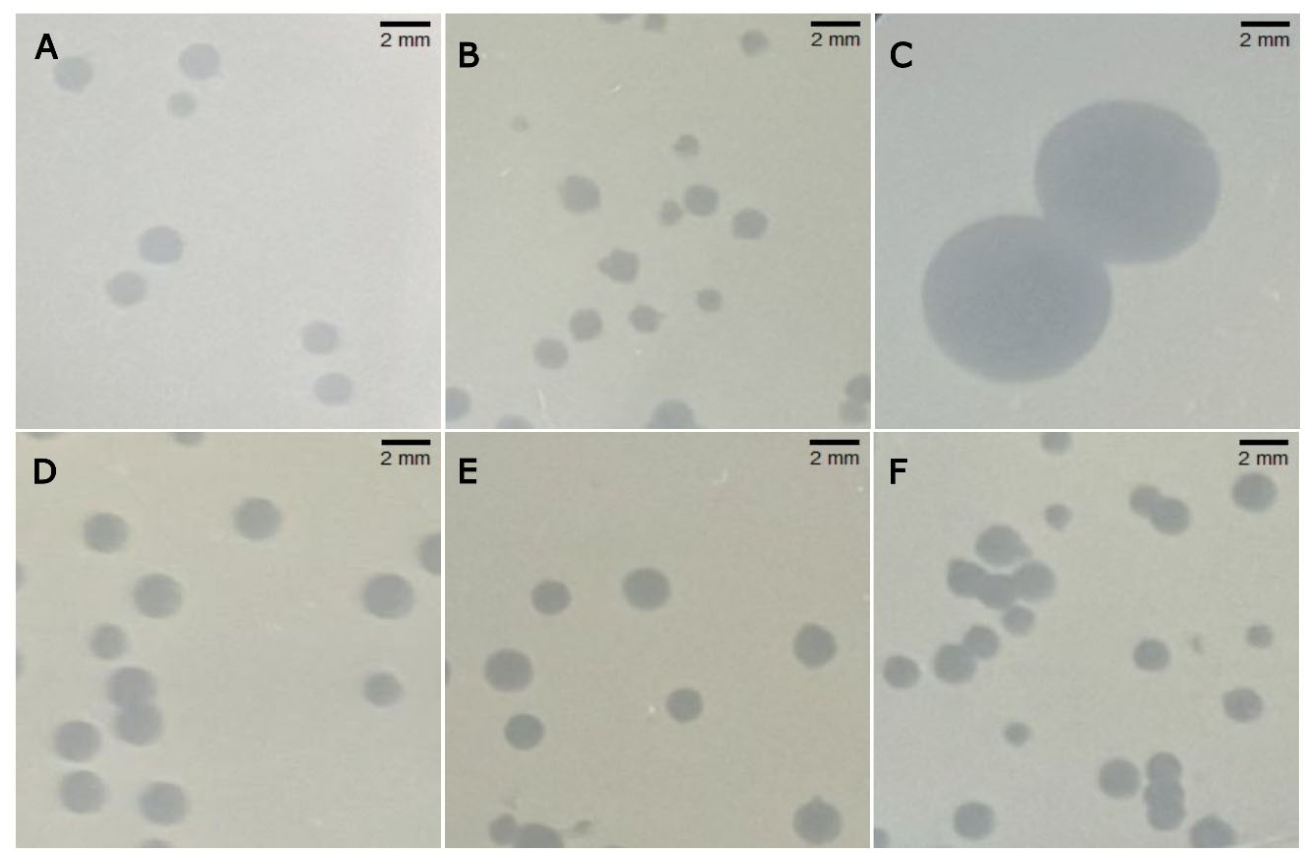 Preprints 235174 g001