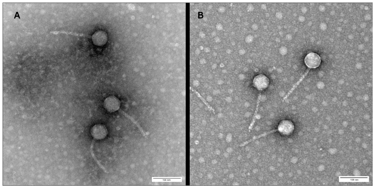 Preprints 235174 g004