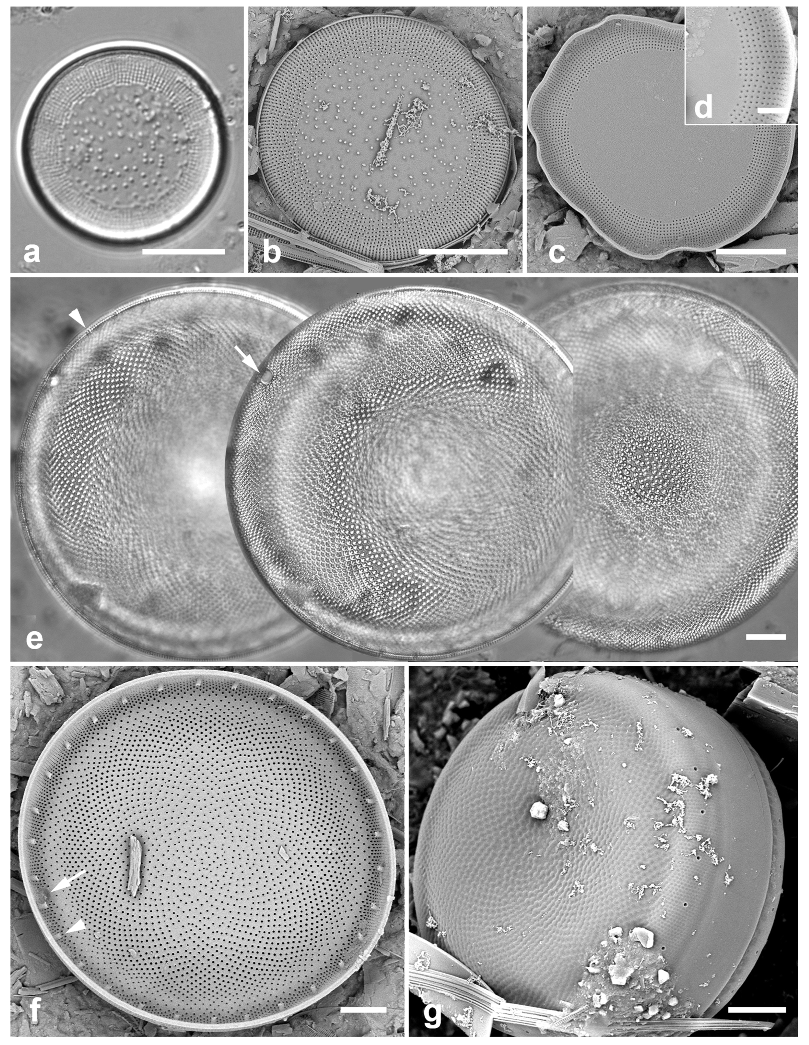 Preprints 141177 g003