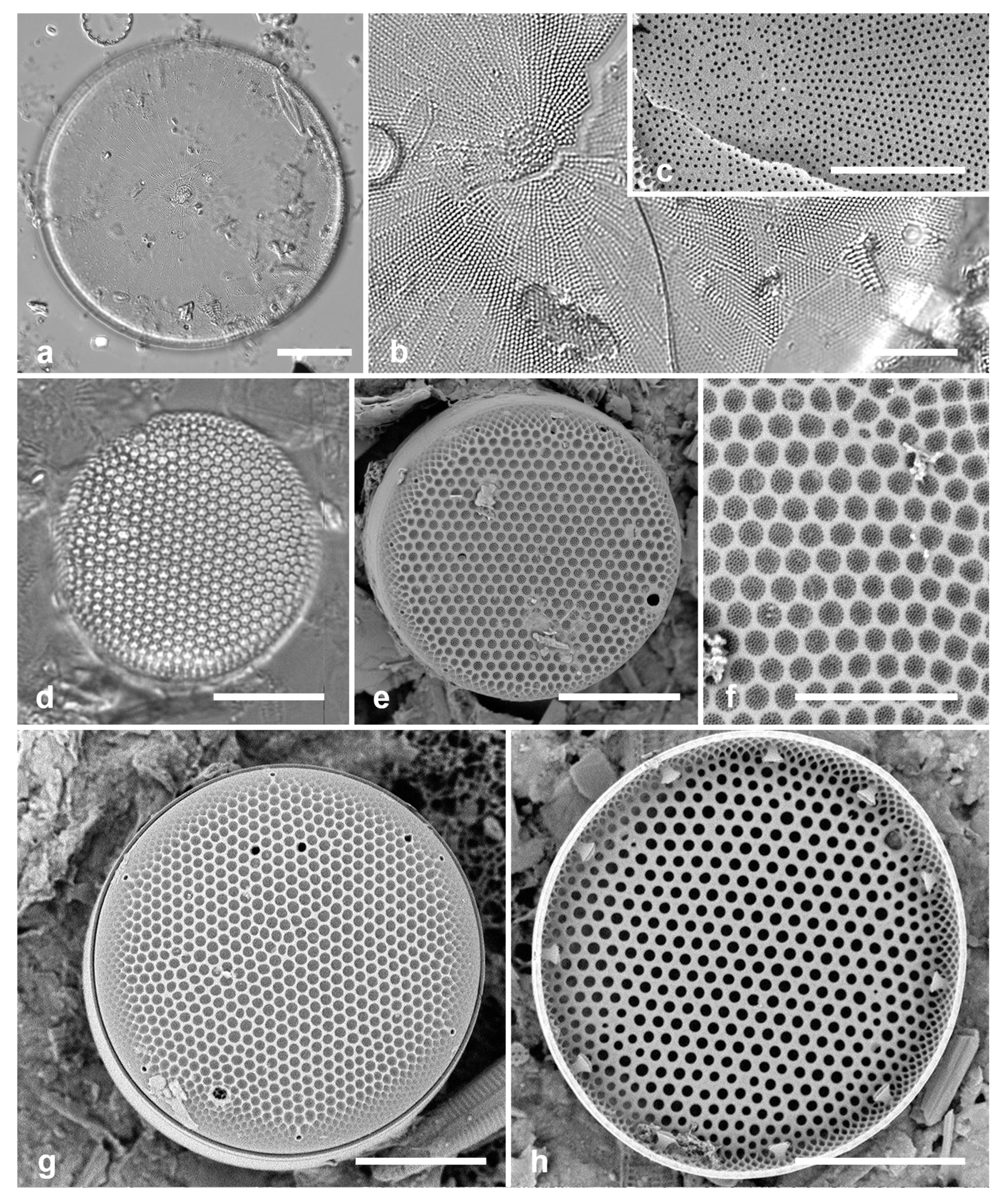 Preprints 141177 g004